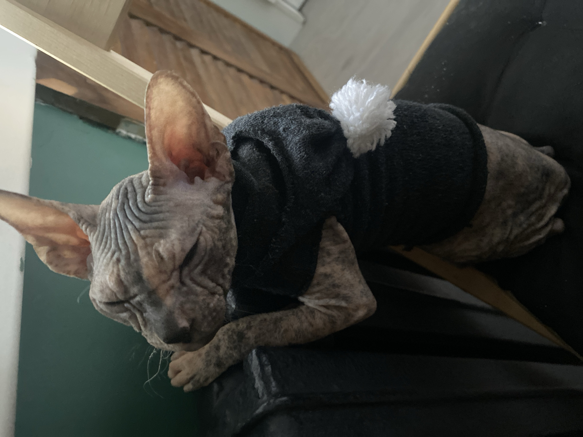 A hairless cat, likely a Sphynx breed, is lying down, wearing a dark grey sweater with a white pompom on the back. The cat's eyes are closed and it appears to be sleeping. The background is blurred, but elements of a room can be made out, including what seems like a green wall, a wooden structure, and a black surface where the cat rests. The image does not provide any information that confirms the location as Kazan, Russia.