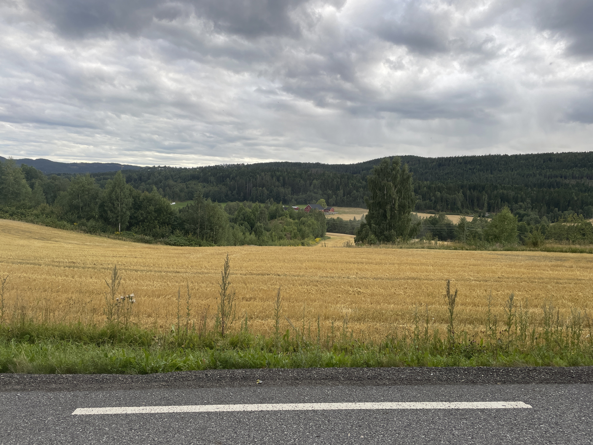 The image depicts a rural landscape in Åneby, Norway, under a heavily overcast sky. In the foreground, a portion of a paved road with a white line is visible, with a strip of green grass and some tall weeds separating it from a large field of golden-brown crop, likely wheat or barley, that dominates the midground. Beyond the field, a dense forest covers the rolling hills, with a few scattered red buildings, possibly farmhouses or barns, nestled amongst the trees in the distance. The overall impression is one of a quiet, agricultural setting on a cloudy day.