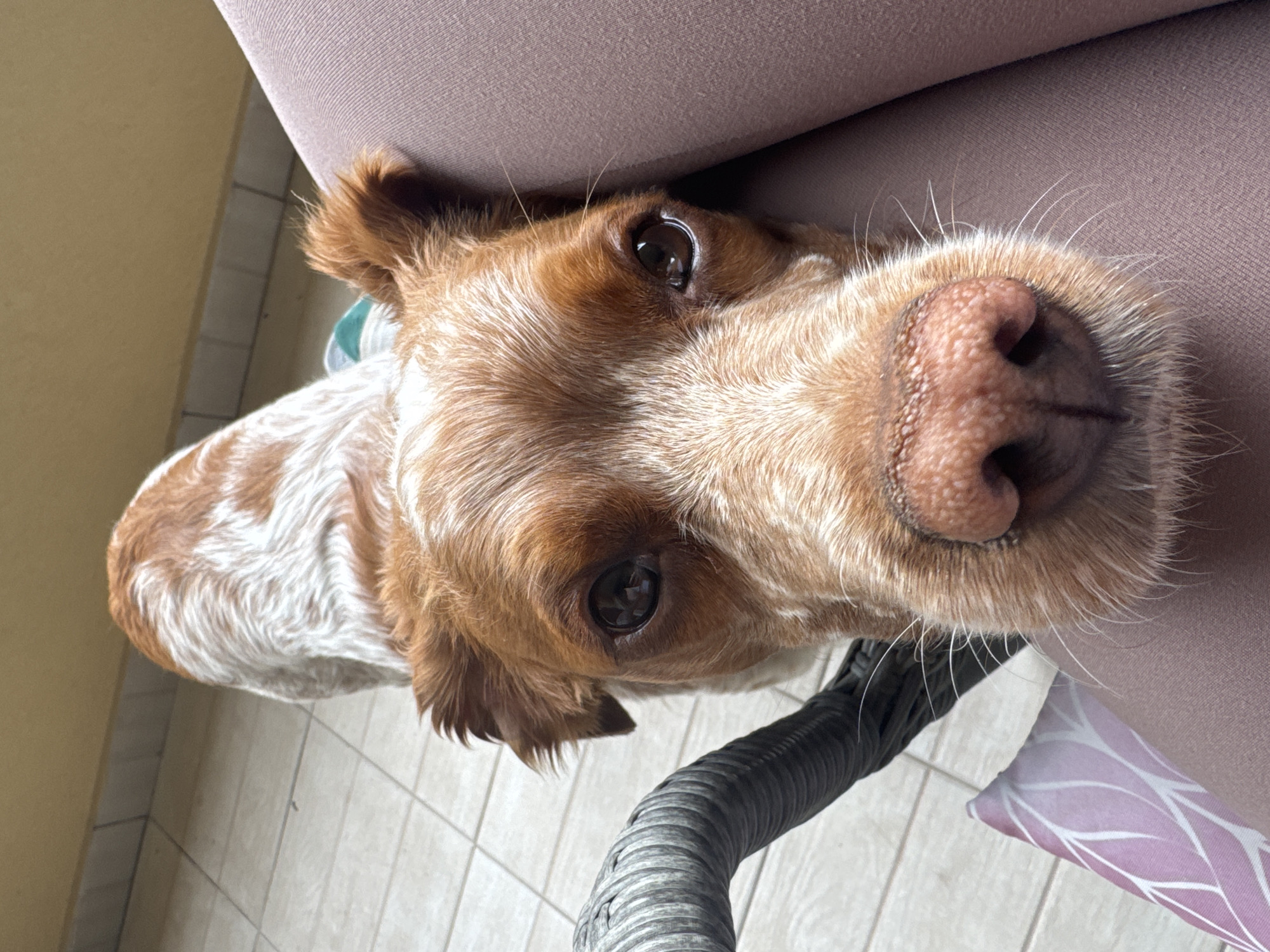 A close-up, high-angle shot of a brown and white dog, possibly a Brittany Spaniel, looking directly at the camera with its head resting against what appears to be a mauve-colored upholstered surface. The dog's nose is prominently featured in the foreground. The background includes off-white tiled flooring and a glimpse of a pale yellow wall. A section of a grey, woven furniture piece is also visible. There's no definitive information to identify the location as Sofia, Bulgaria.