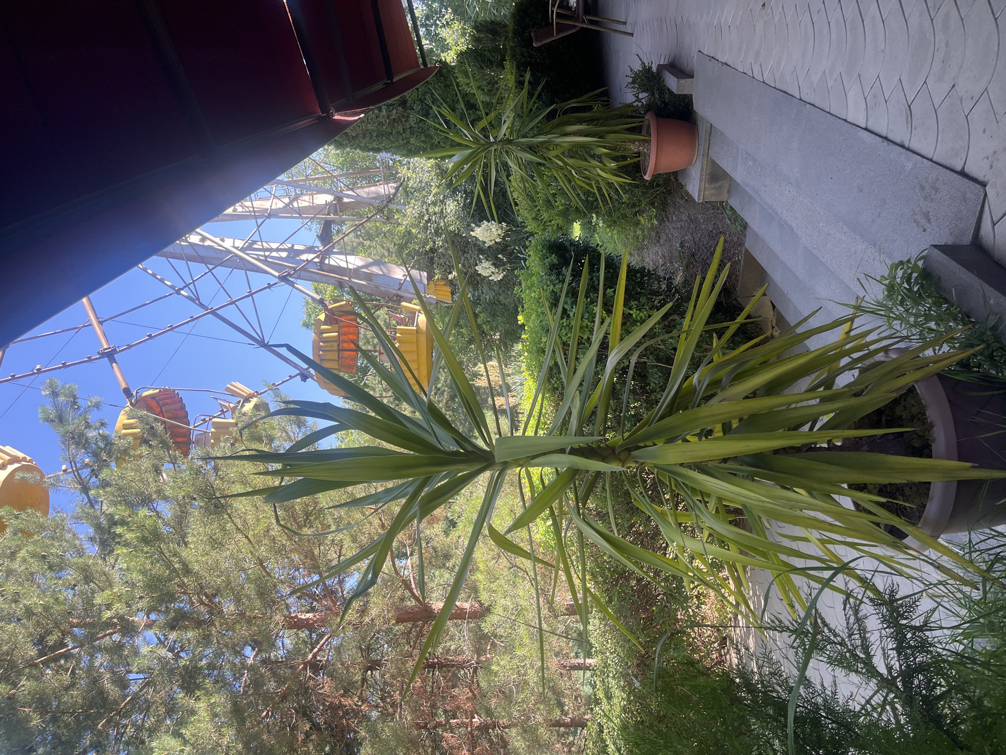 This is a wide shot of an outdoor scene on a sunny day, with a Ferris wheel visible in the background. In the foreground, a large potted yucca plant with long, spiky green leaves dominates the left side of the frame. To the right of the yucca plant, there is a set of grey stone steps leading up to a patio area. The patio is paved with textured grey tiles. A small red awning extends over the patio from the right side of the frame. Beyond the steps and to the left, there is lush green foliage and several mature pine trees. The Ferris wheel, with its yellow cabins, appears to be in an amusement park or a similar recreational area. The sky is clear and blue.