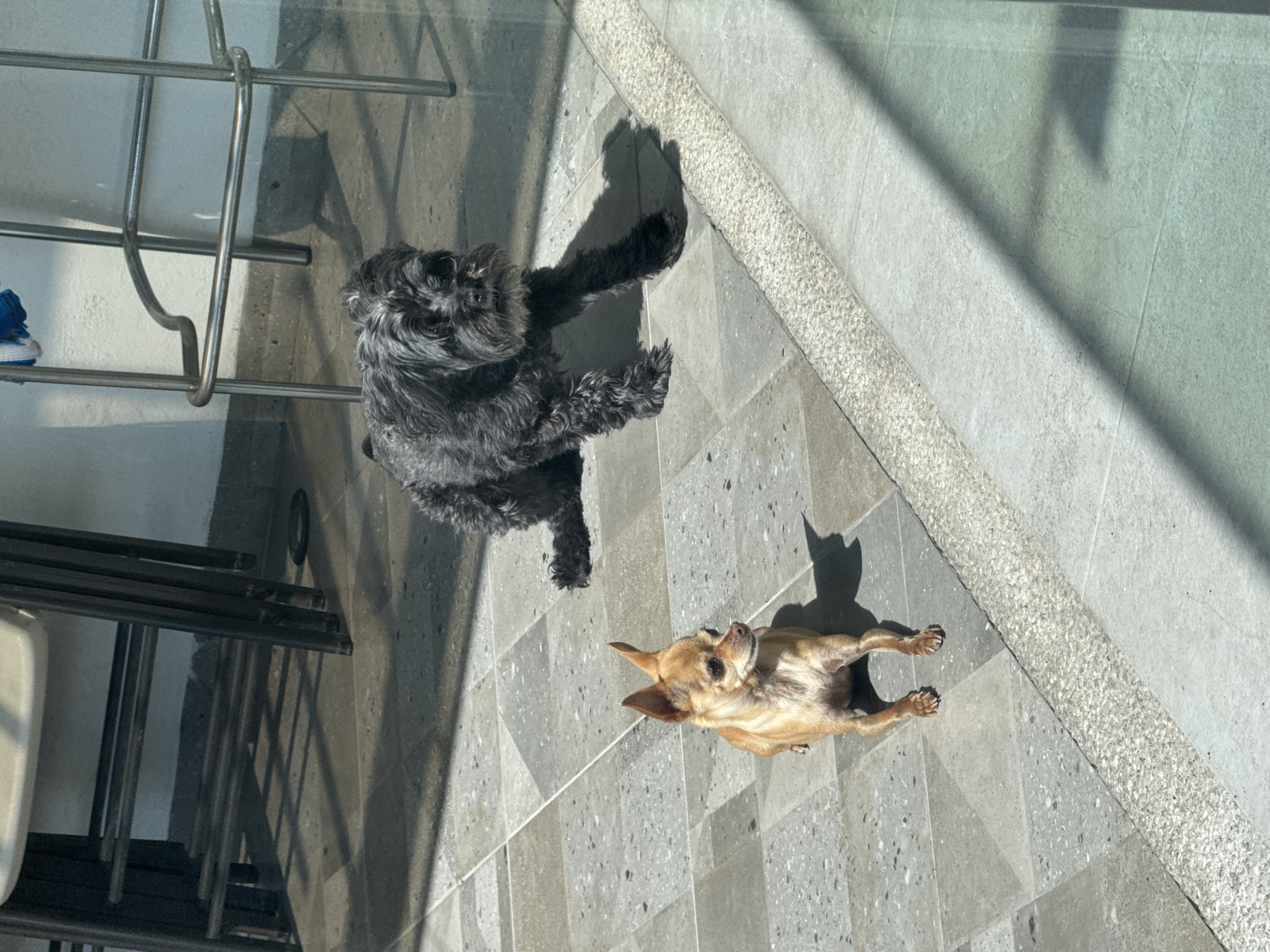 Two dogs are depicted on a light grey tiled surface under bright sunlight. The image is taken from an elevated perspective, looking down.
On the left, a dark grey or black shaggy-haired dog, possibly a Schnauzer, stands with its front paws extended, casting a distinct shadow behind it. Its fur appears thick and curly. Adjacent to this dog, on the far left, are parts of a metallic, possibly chrome, railing or furniture frame, and a partial view of a white or light-colored object. Below the dark dog, several dark metal bars, possibly chair legs or part of a rack, are visible.
To the right, a smaller, fawn-colored Chihuahua lies on the tiled ground, facing away from the viewer but with its head turned to look upwards and to the right. It also casts a prominent shadow, which has an interesting shape resembling a cat's head with pointed ears.
The ground consists of large, light grey tiles with subtle dark speckles, arranged in a geometric pattern. A diagonal strip of light-colored, granular textured material runs across the middle-right of the frame, separating different sections of the tiled area.
The strong, sharp shadows indicate a sunny day, likely mid-morning or late afternoon. The overall scene suggests an outdoor or semi-outdoor patio or balcony setting. There is no visible text in the image. The provided context states the location is San Bernardino Tlaxcalancingo, Mexico.