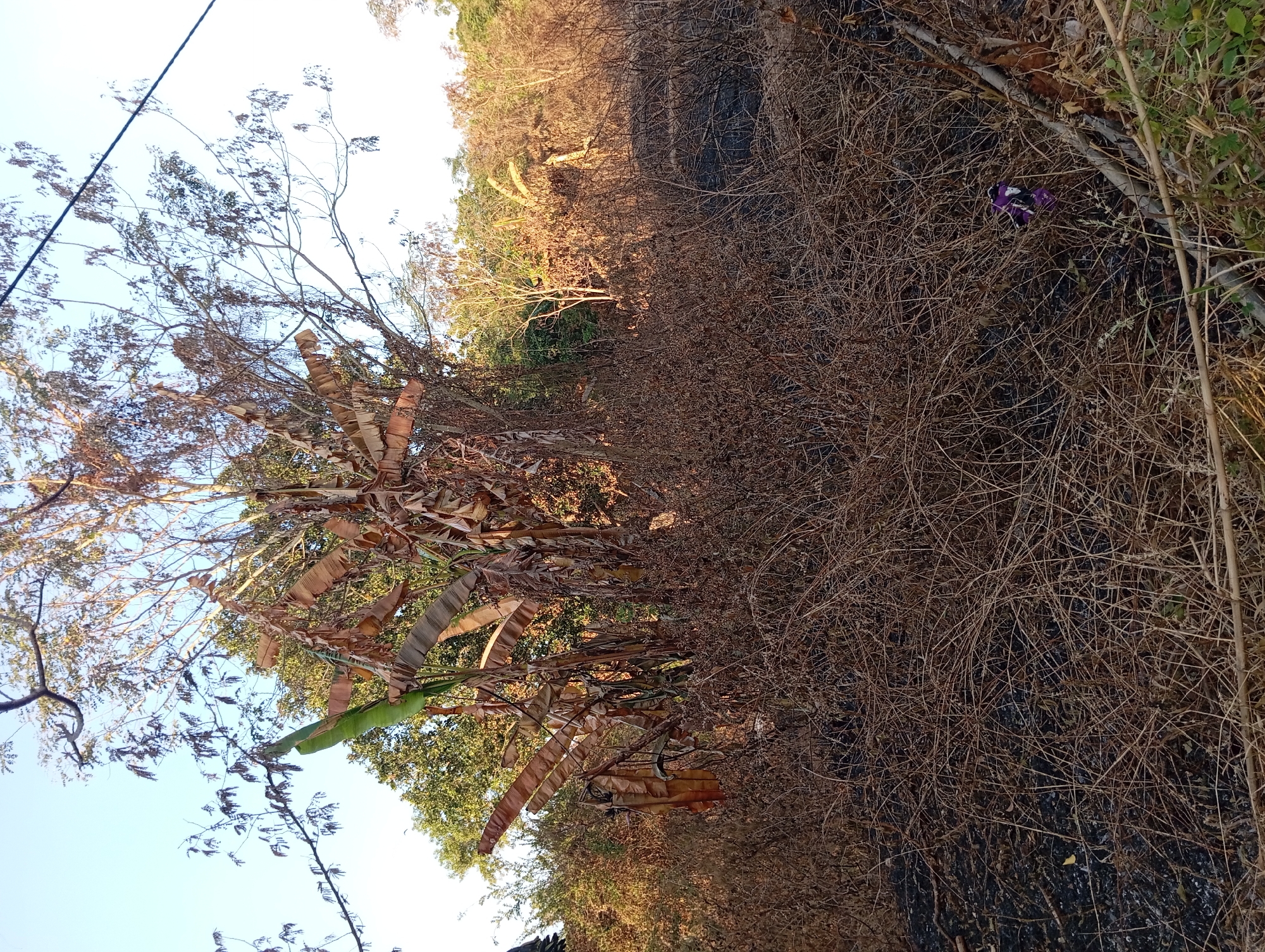This image depicts a scene in Buddan, Indonesia, featuring a dry, overgrown landscape dominated by withered vegetation. In the foreground, a dense layer of dry, brown grasses and twigs covers the ground, interspersed with patches of dark, likely burnt soil. A small cluster of purple flowers is visible amidst the dry foliage on the right side of the frame.
Behind the foreground, a cluster of banana plants with large, brown, desiccated leaves stands prominently. Their stalks are visible, and some green leaves remain on one plant, suggesting it might be healthier or a different variety. Behind the banana plants, a backdrop of trees with sparse, dry foliage and some greener, fuller trees suggests a transition in vegetation. The overall impression is one of dryness and possibly recent fire damage in parts of the area. The sky above is clear and blue, indicating daylight. A black wire, possibly a power line, stretches across the upper right portion of the image. No people are present in the scene.