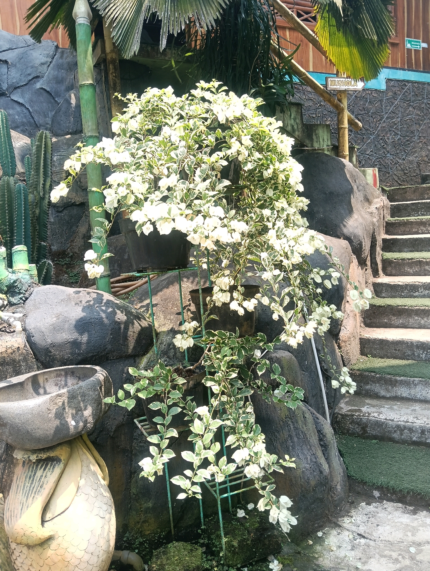 The image shows an outdoor scene featuring a variety of plants, rocks, and a staircase. In the foreground, a large, ornate sculpture resembling a bird with a bowl on its head is partially visible. Beside it, a potted plant with white flowers and variegated green leaves cascades downwards. Further back, several tall cacti stand against a rock formation. A bamboo pole and a leafy palm are also visible.
To the right of the scene, a concrete staircase with artificial turf between the steps leads upwards. A wooden railing with bamboo supports lines the staircase. A sign with the word "MUSHOLA" and an arrow pointing right is attached to one of the bamboo supports. The background consists of a wooden structure and more rock formations. The environment appears to be a garden or a public space in Sempu, Indonesia, possibly near a place of worship given the "MUSHOLA" sign. There are no people visible in the image. The lighting suggests it is daytime, with sunlight casting shadows on the rocks and plants.
