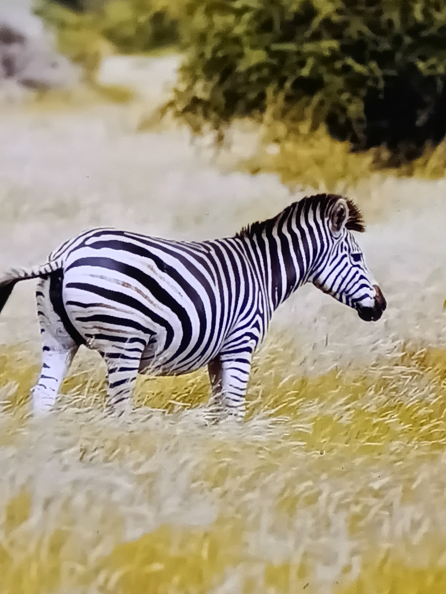 The image shows a zebra standing in a grassy field. The zebra is facing to the right of the frame and is mostly visible from the side. Its body is covered in black and white stripes. The background consists of dry, yellowish grass and some blurred greenery. There is no indication of the city of Kamianets-Podilskyi, Ukraine in the image.