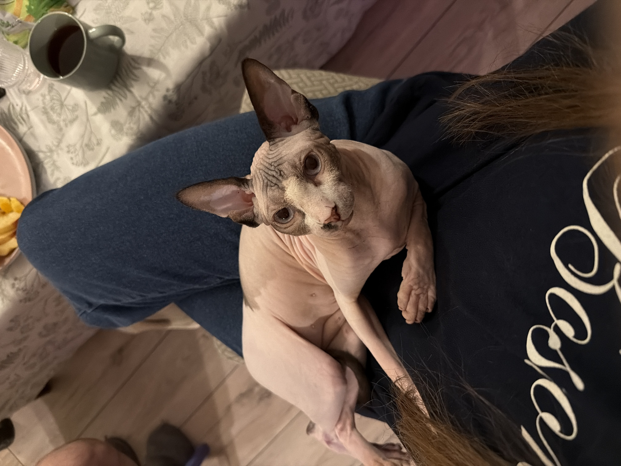 A Sphynx cat is lying on a person's lap, on top of their dark blue jeans. The cat is light pink with dark markings on its face and ears. The person's hands are visible, one holding the cat. A dark blue t-shirt with white script lettering is visible underneath the cat. The background shows a wooden floor and a patterned tablecloth with a mug of dark liquid on it.