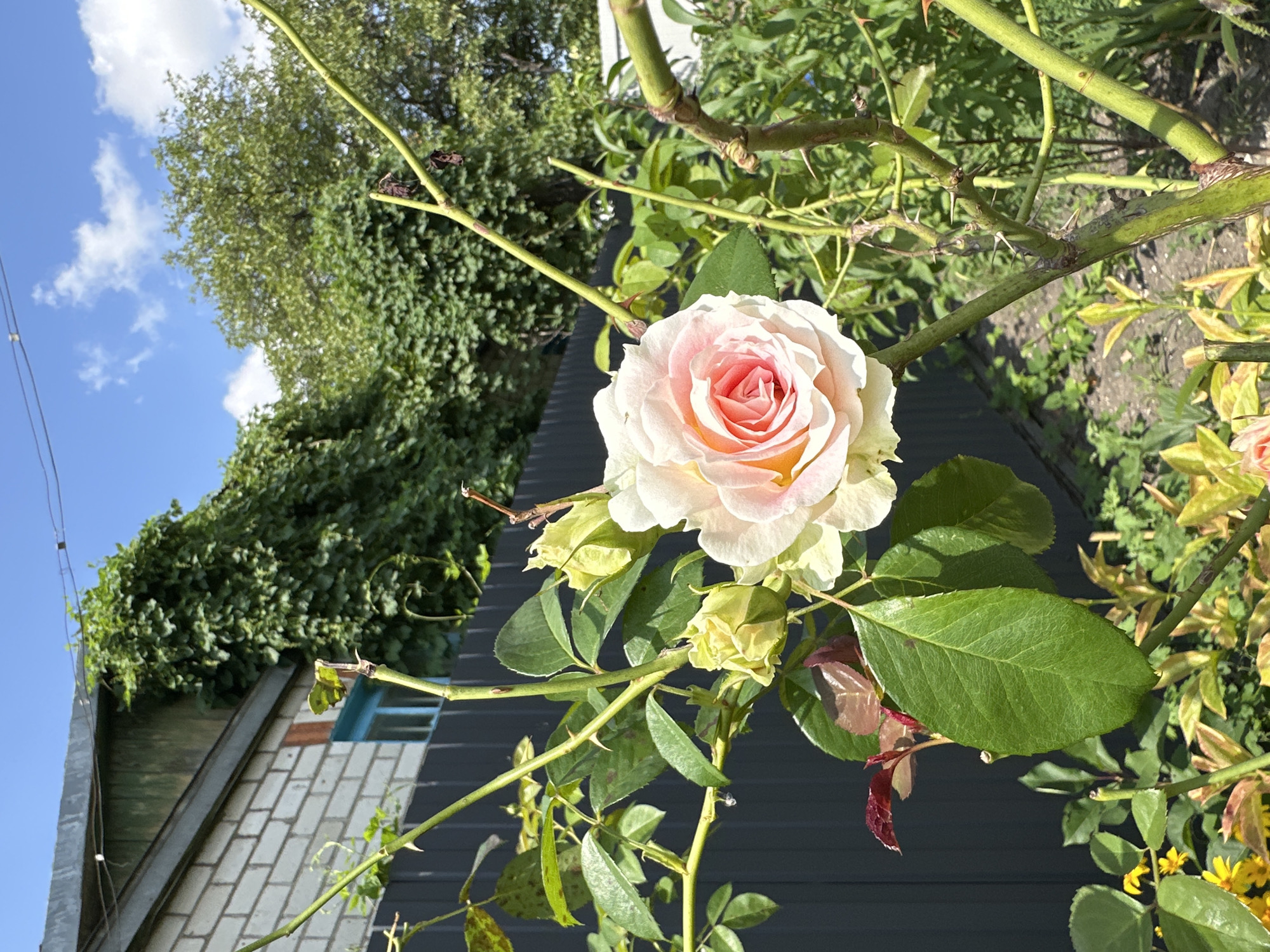 The image depicts a close-up of a light pink rose in bloom, its petals gently unfurling to reveal a deeper pink center. The rose is positioned on a thorny stem, surrounded by green leaves, some of which show signs of slight discoloration. In the background, a dark grey fence is visible, beyond which a brick building with a green roof and a small blue-trimmed window can be seen. Lush green foliage, including ivy, covers parts of the building and extends into the background, interspersed with trees. The sky above is a clear blue with scattered white clouds, suggesting a bright, sunny day. The scene appears to be a garden setting, possibly in a residential area. Given the context, this garden could be located in Yessentuki, Russia, a city known for its resorts and natural springs, where such flora and architectural styles are common. There are no people or specific actions or interactions depicted in the image.