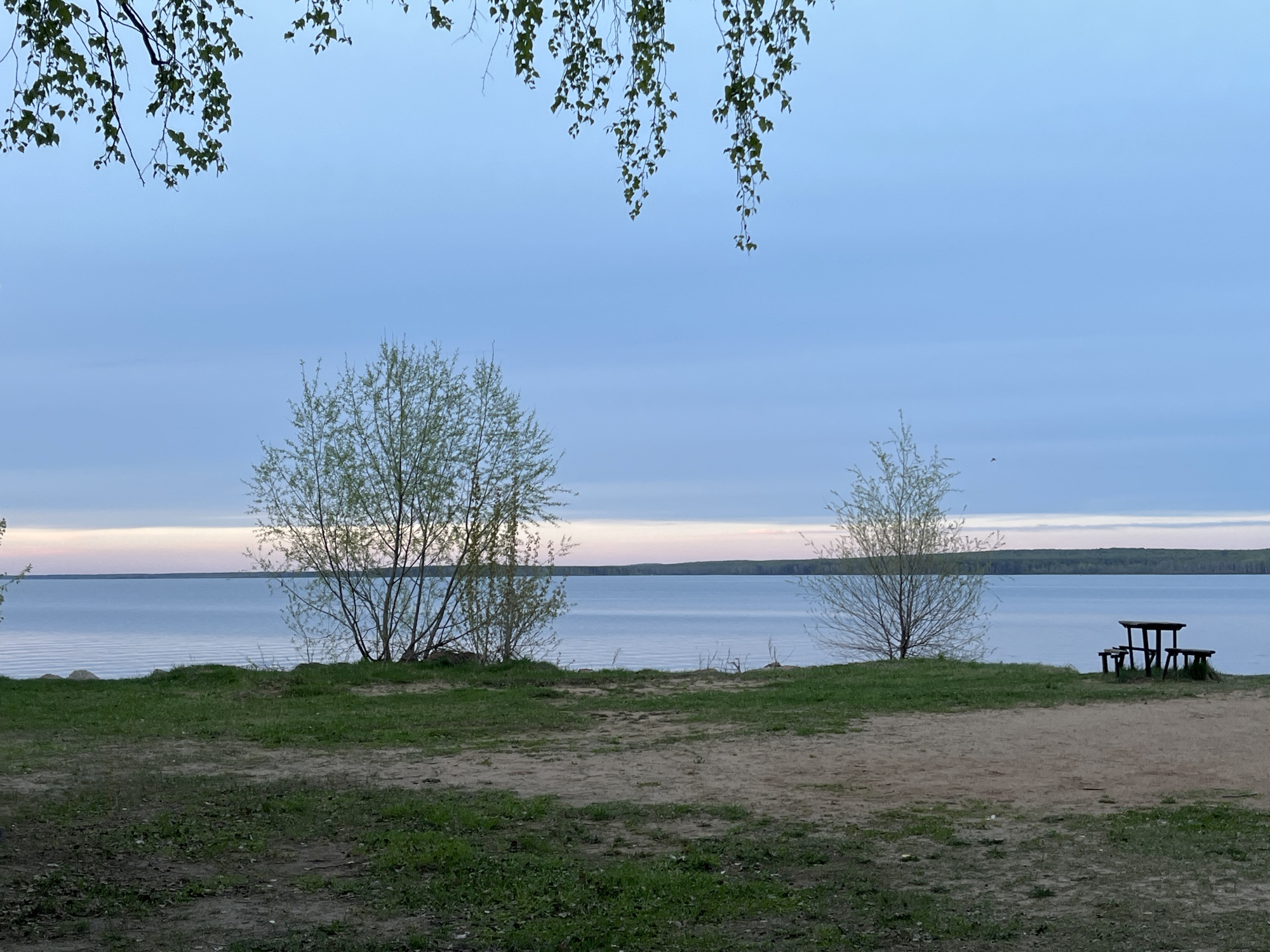 The image shows a landscape near Chaikovsky, Russia. In the foreground, there's a sandy and grassy area with sparse vegetation. Two small trees are positioned in the middle ground. A picnic table and benches sit to the right of the frame. Beyond the trees, a body of water extends to the horizon, with a forested shoreline visible in the distance. The sky is a pale blue with some clouds. Overhanging branches with green leaves are visible in the upper part of the frame.