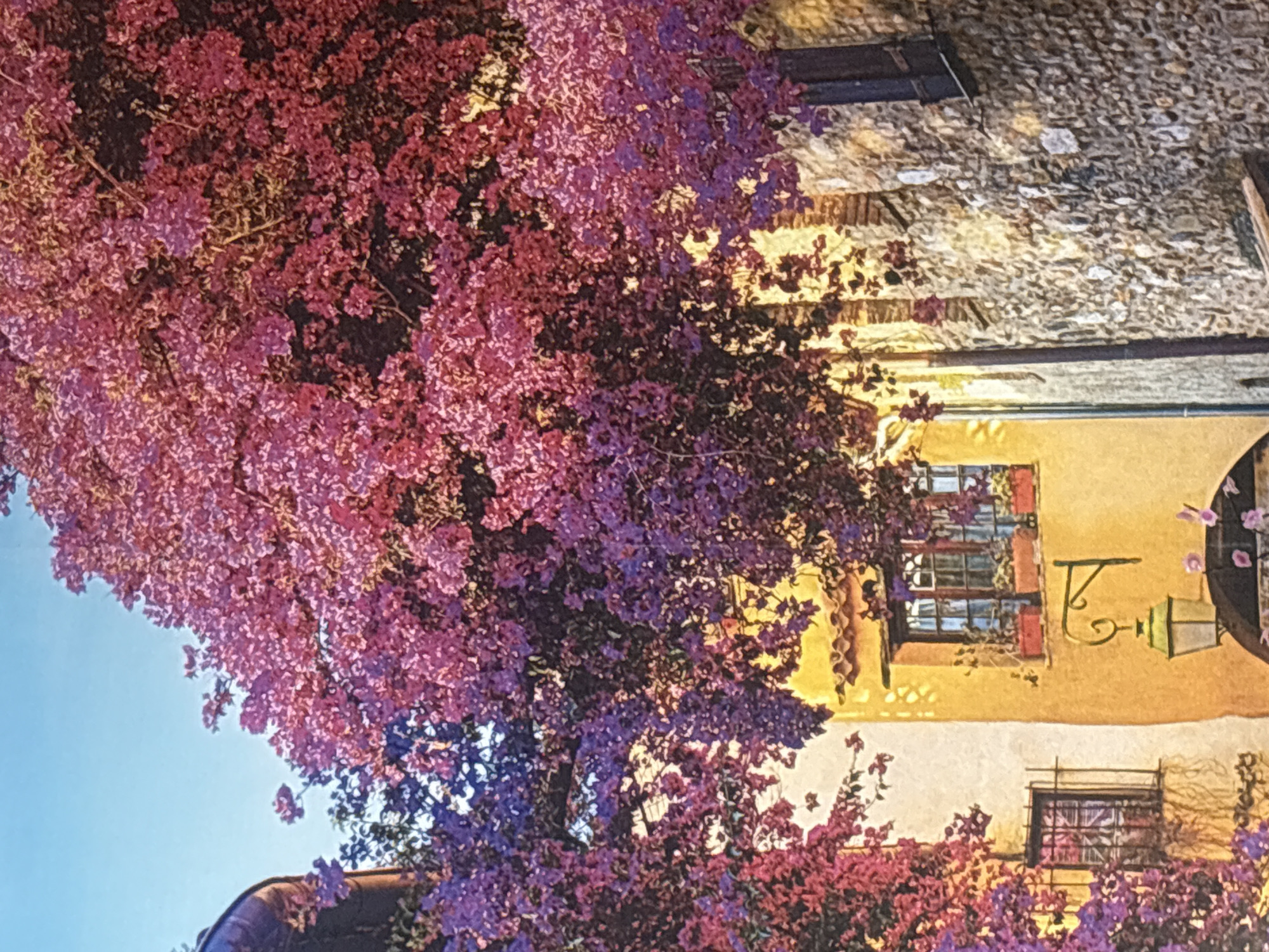 The image depicts a street scene in what is identified as Georgiyevsk, Russia, though the visual elements do not specifically confirm this location. A vibrant bougainvillea tree with abundant pink and purple flowers dominates the foreground, its branches cascading over a narrow street. The architecture visible suggests an older European town, with a building on the left featuring a yellow facade and a dark-paned window. To the right, a stone wall forms the side of another building, punctuated by a dark-shuttered window. A traditional street lamp with a green, ornate design hangs from the yellow building. The sky is a clear, bright blue. No people are present in the image. The overall impression is one of a picturesque, sun-drenched street adorned with lush floral growth.