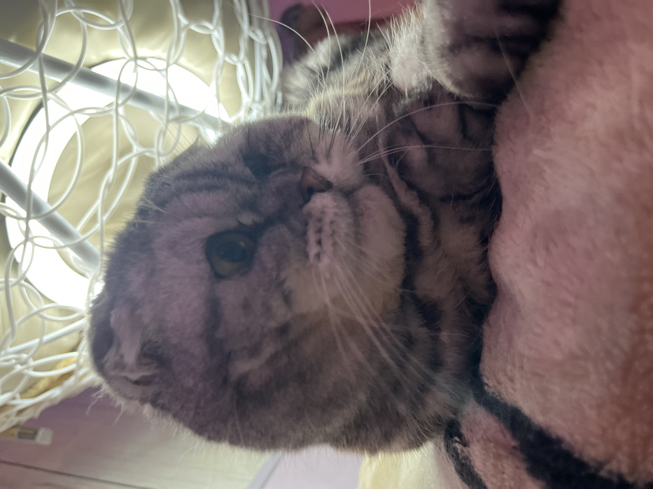 A close-up shot of a gray tabby cat lying upside down. The cat's face fills the frame, displaying its striped fur and one visible eye. A section of a white wire cage-like structure is partially visible in the background, adding depth to the image. Part of a pink blanket is snuggled up near its face. The focus is sharp on the cat's face.