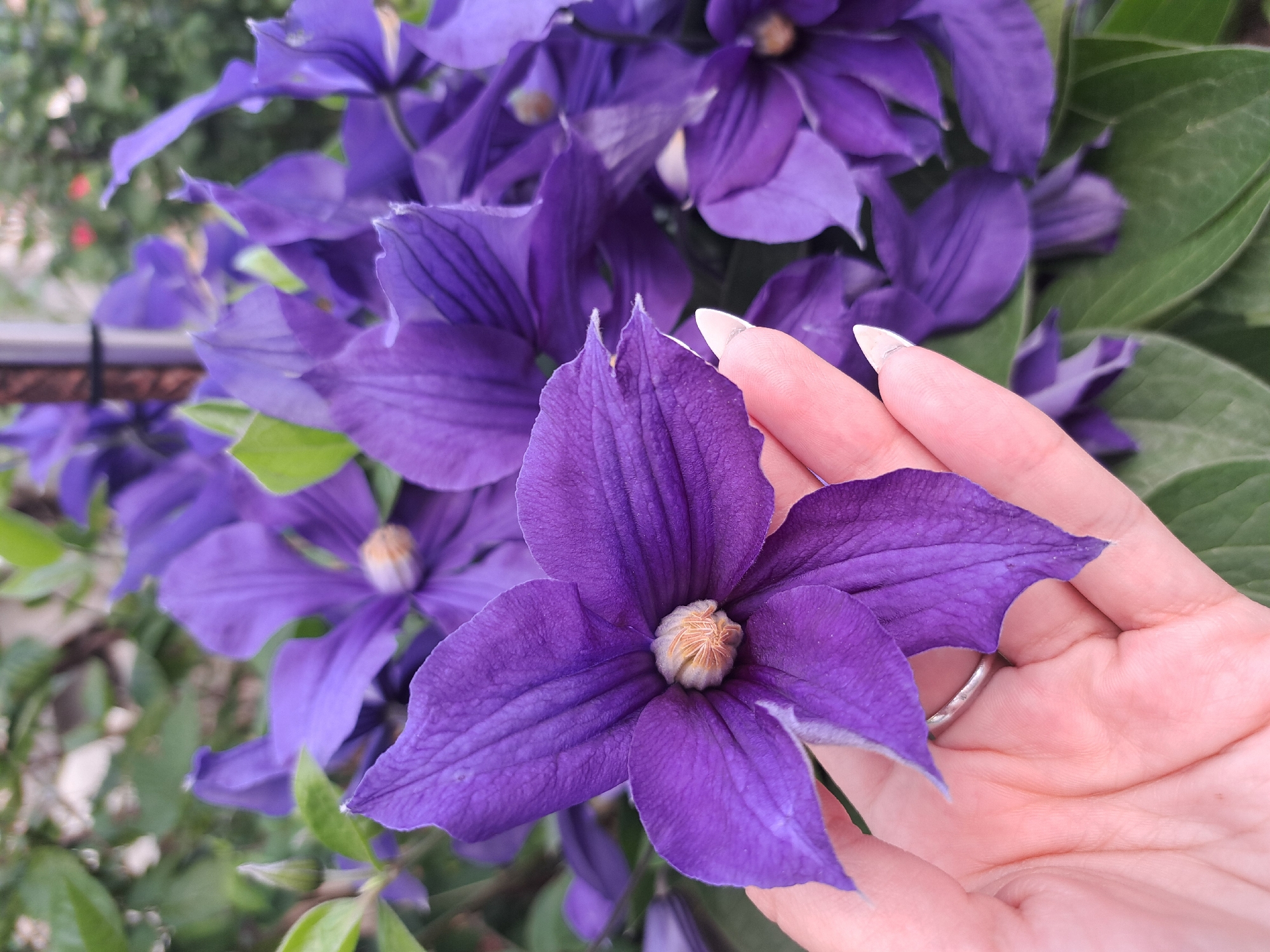 The image depicts a close-up view of purple clematis flowers, held in a person's hand. The person is wearing a ring. The location is unspecified. The overall scene showcases the vibrant color of the blooms and the detail of their petal structure. The hand seems to be presenting the flowers.