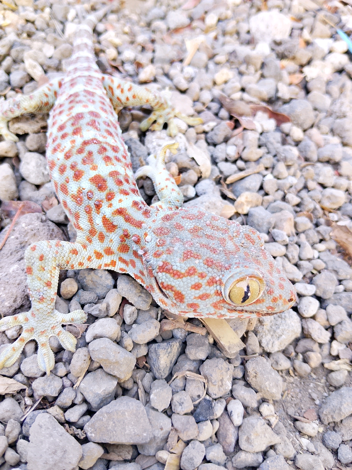 An overhead, eye-level shot shows a Tokay gecko on a bed of small, gray and tan rocks. The gecko is facing right, with its head turned towards the viewer. It has a light blue-gray body covered in red-orange spots and white stripes along its back and tail. Its front left leg is raised, and its toes are splayed out. The gecko's eye is a bright yellow with a black, vertical pupil. The rocks are of various sizes and shapes, and there are a few dried leaves scattered among them. The lighting suggests it is daytime, and the scene appears to be outdoors.