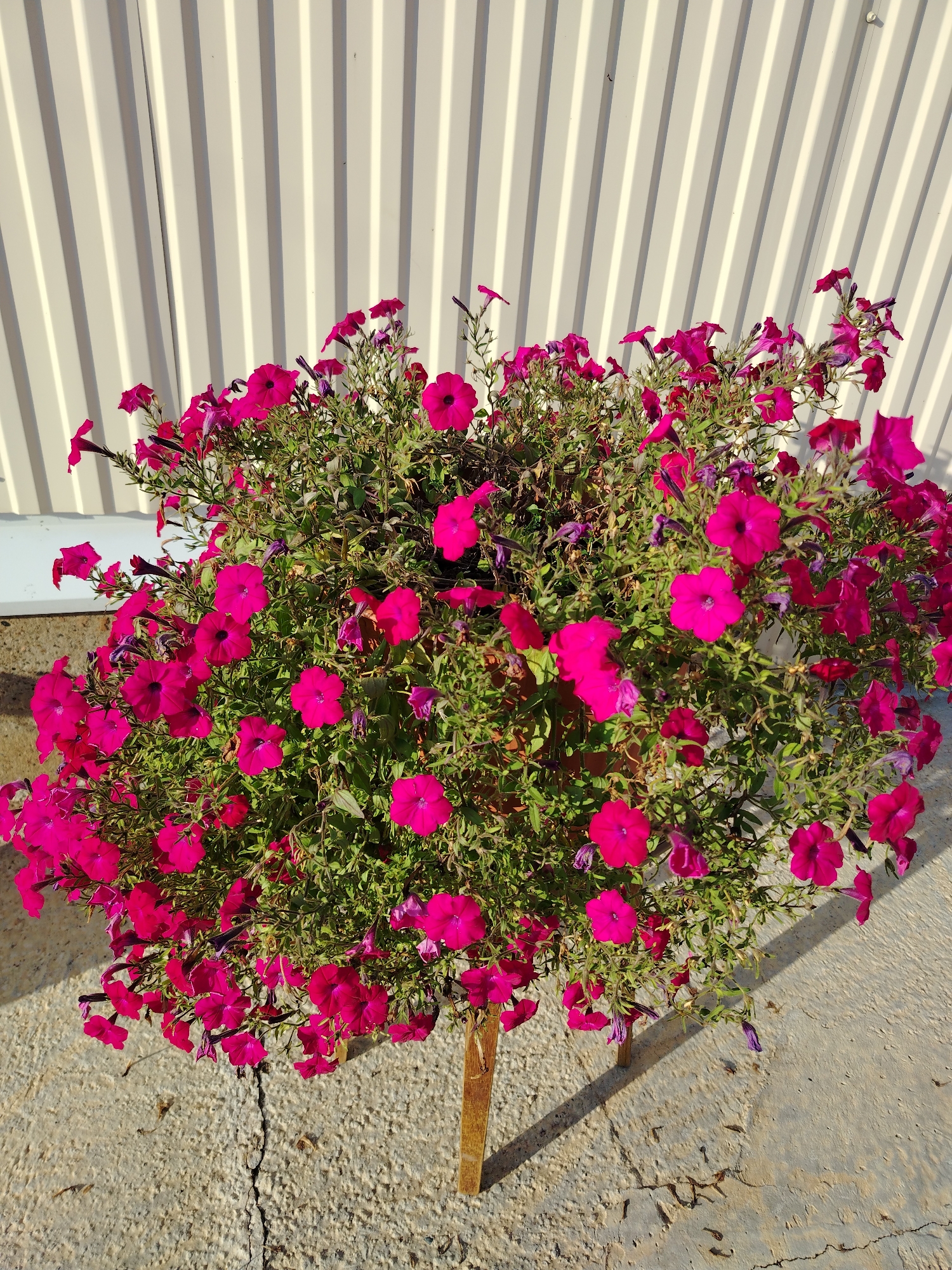 A vibrant bush of bright pink petunias overflows from a planter, its lush foliage and abundant blossoms a stark contrast against a modern, corrugated metal wall. The wall, painted a neutral cream color, is sharply divided by vertical shadows cast by the corrugated texture, suggesting a bright, sunny day. Below the planter, a cracked concrete surface, possibly a sidewalk or patio, bears the marks of time. A single wooden stake, partially visible, supports the plant. The scene is situated outdoors, likely in a residential or public area within the city of Rusalevka, Russia, given the context provided. There are no people or animals present in the image, and no actions are being depicted. The focus is entirely on the natural beauty of the petunias set against the man-made environment.