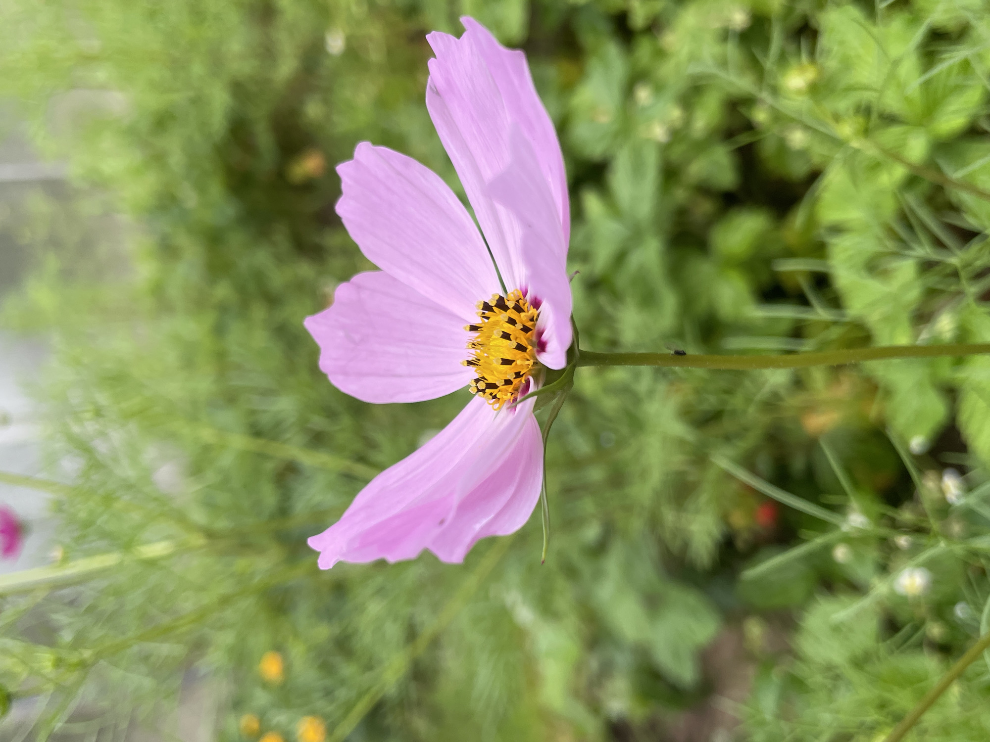 A close-up, eye-level, vertical shot focuses on a single, light pink cosmos flower in bloom. The flower is positioned slightly off-center to the right, its delicate petals unfurling outwards. The flower's center is a vibrant yellow, with dark black stamens tipped with yellow pollen. A hint of deep pink is visible at the base of the stamens. The flower stem, thin and green, supports the bloom.
The background is softly blurred, suggesting a shallow depth of field. Lush green foliage dominates the background, with hints of lighter green and some out-of-focus yellow flowers appearing to the left and in the distance. The overall impression is of a garden setting.
The image does not contain any people or specific landmarks that would indicate its location in Дресвяново, Russia. The scene is natural and suggests a tranquil, outdoor environment, likely a garden or a wild meadow. The lighting appears to be natural daylight, with soft illumination.