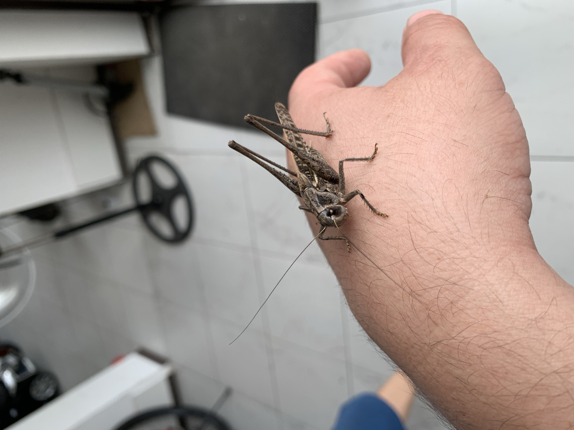 A dark brown grasshopper is perched on a person's left hand, which is resting on a tiled floor. The grasshopper is facing to the left, with its long antennae extending towards the left side of the image. The background consists of a tiled floor, a portion of a white structure, and dark floor mats. The scene appears to be an outdoor or semi-outdoor setting, potentially a patio or entryway. There are no discernible landmarks or specific details to place this image within the city of Kropotkin, Russia. The image is a close-up shot, focusing on the grasshopper and the hand.