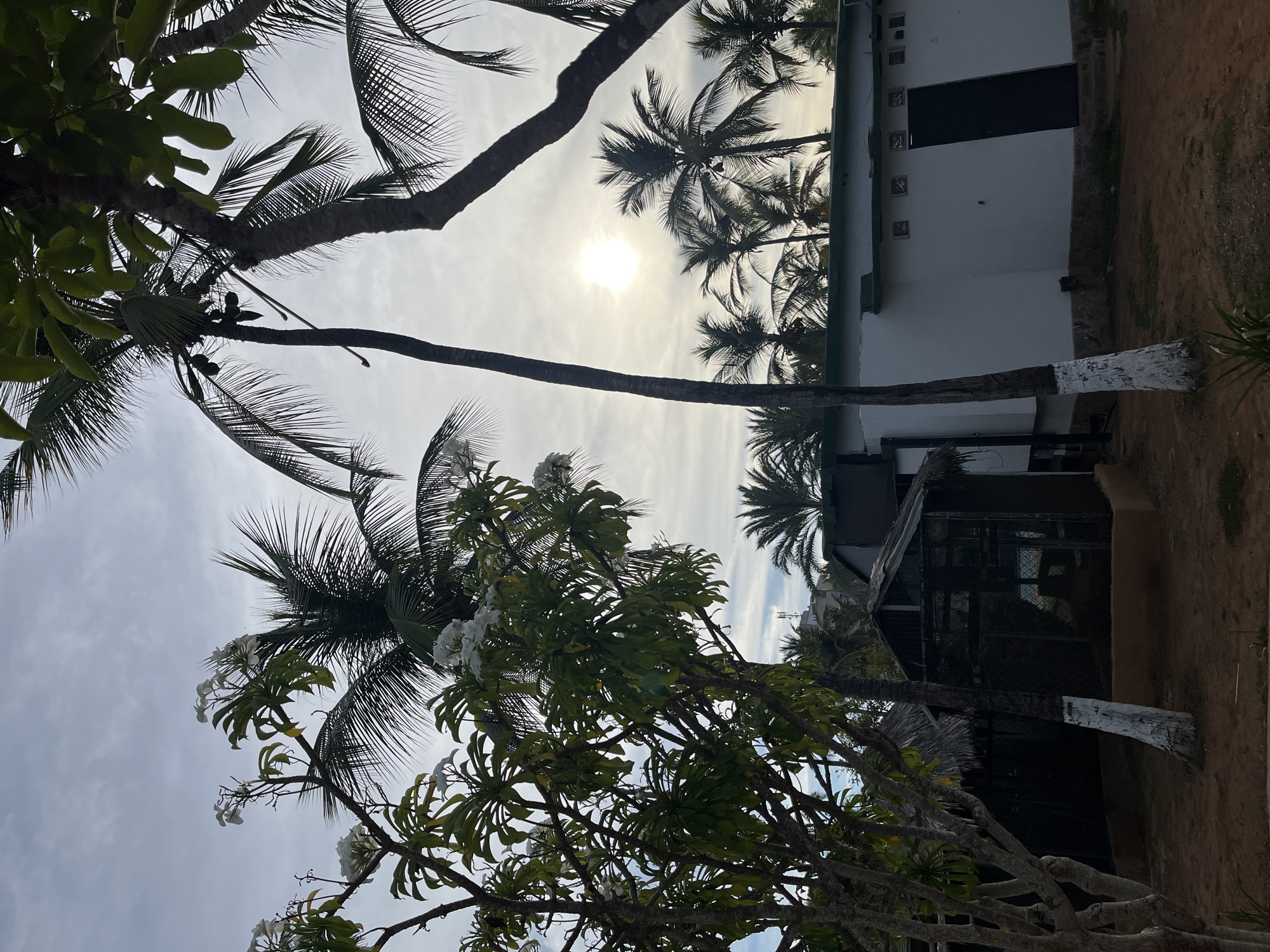 The image presents an upward view of a tropical outdoor setting, likely in Porlamar, Venezuela, characterized by lush vegetation and a partially visible building under a bright, overcast sky.
In the upper-middle section, the sun appears as a diffused, luminous orb, partially obscured by clouds, indicating a bright, possibly mid-morning or late afternoon light. Numerous palm trees, likely coconut palms, are prominent, with their dark fronds silhouetted against the bright sky. Some green coconuts are visible among the fronds of one palm tree in the mid-ground. In the foreground and extending through the left and bottom portions of the frame, a dense flowering tree with broad green leaves and clusters of white blossoms, characteristic of Plumeria (Frangipani), adds a softer texture to the scene. The trunks of the palm trees are visible, and one in the lower right corner has its base painted white.
On the right side of the image, a white building with a dark roof and a dark, rectangular door or opening is partially visible. Above this opening, there are several small, square, recessed features. Below this white structure, another darker, more rustic building with what appears to be a thatched or corrugated roof is partially obscured by trees. A patch of reddish-brown earth or sand is visible in the lower right corner.
The scene is devoid of people or any ongoing activities, conveying a peaceful and tranquil atmosphere typical of a tropical resort or coastal area. No visible text is present in the image.