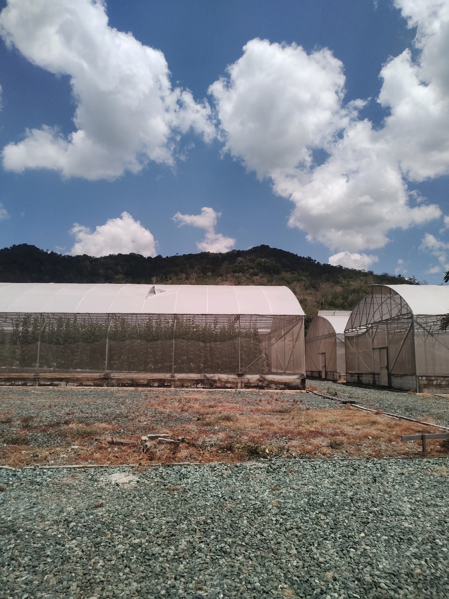 In Batilai, Indonesia, a photograph captures a row of large, white, arched greenhouses situated in an outdoor agricultural setting. The structures are made of metal framing covered with a translucent white material, allowing some light to penetrate. Green foliage is visible inside the first greenhouse, suggesting active cultivation. The greenhouses are positioned on a slightly elevated concrete foundation, with a gravel-covered ground in the foreground and patches of dry grass and earth between the structures. In the background, a dense, dark green forested mountain range rises against a bright blue sky dotted with fluffy white clouds. The overall impression is one of a modern agricultural facility in a rural, natural environment.