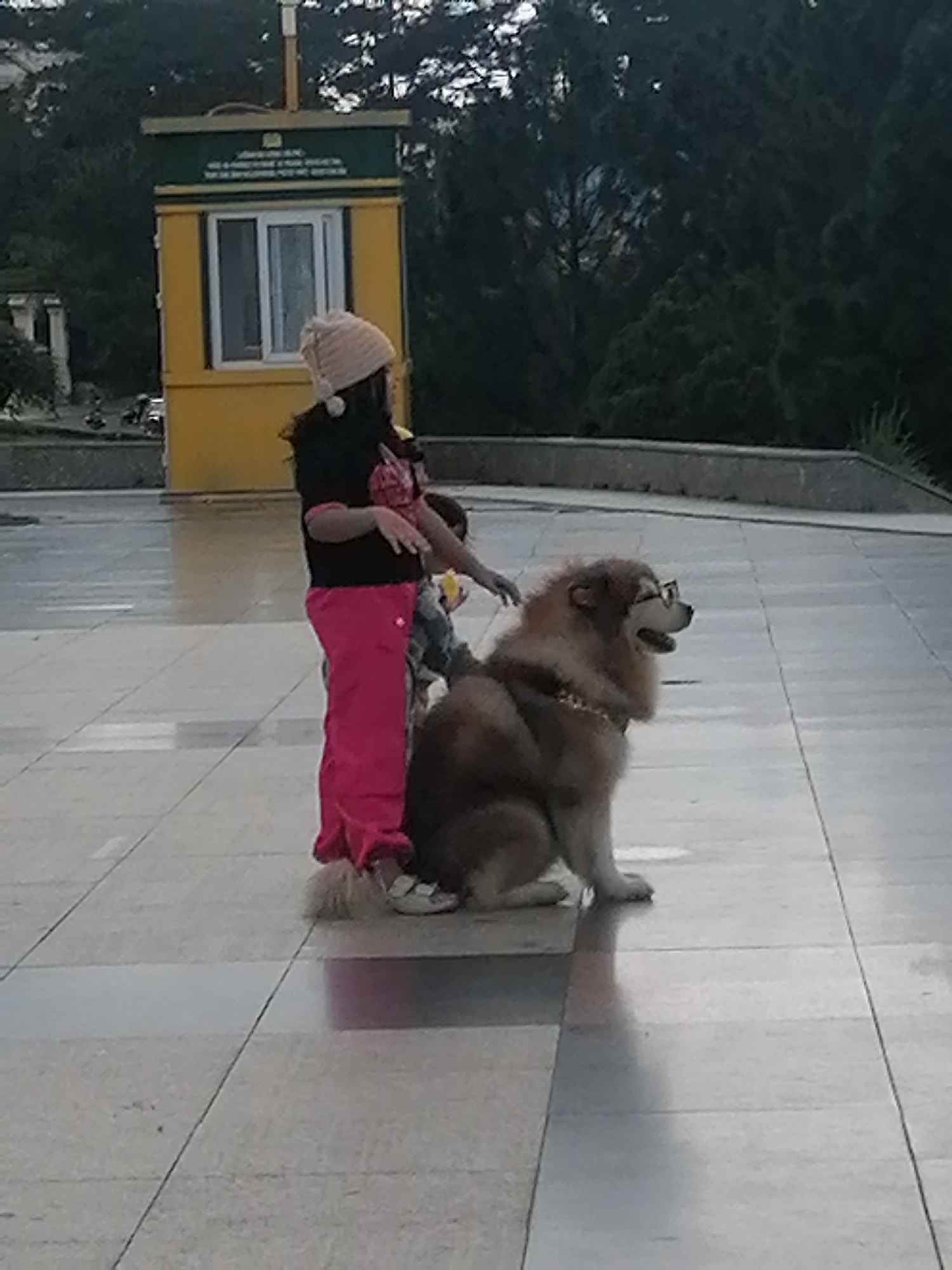 A person wearing a pink hat and pink pants stands next to a large dog wearing glasses. The dog is a light brown, fluffy breed, possibly an Alaskan Malamute or similar. The person is holding onto a young child who is partially obscured. The scene takes place on a paved outdoor area, possibly a plaza or walkway, with square tiles. In the background, there is a yellow and green booth with a window, and trees are visible. The overall atmosphere suggests a public outdoor space in Da Lat, Vietnam.