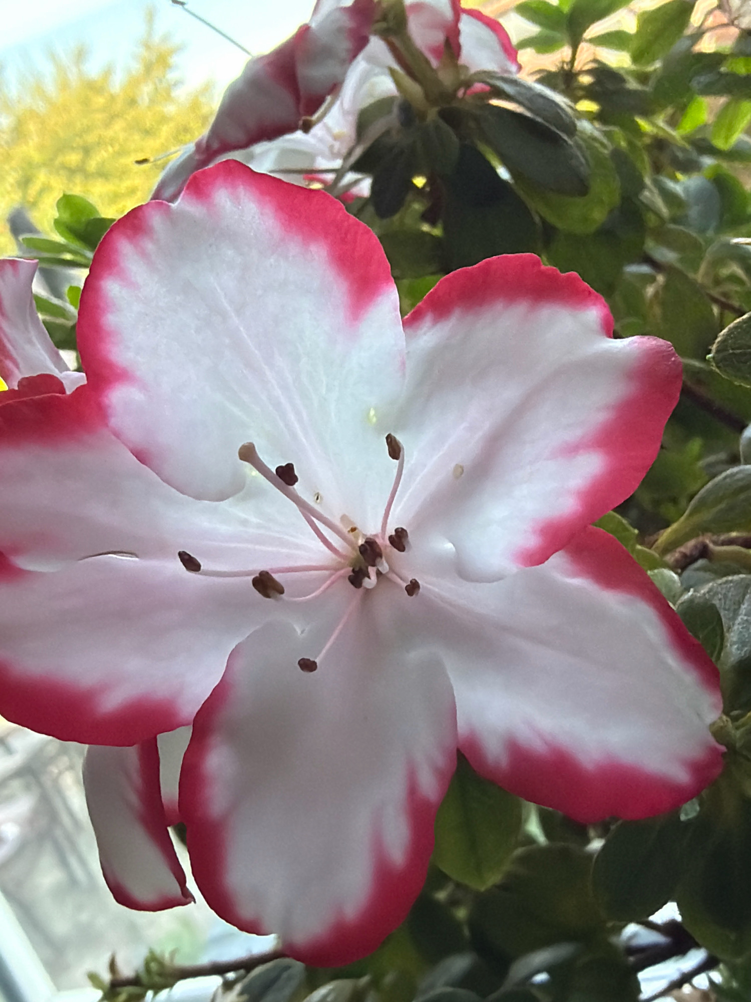 A close-up, low-angle shot captures a bi-colored flower, likely an azalea, with white petals edged in vibrant pink. The flower is in focus, revealing intricate details of its pistils and stamens. The background is softly blurred, showing lush green foliage and a hint of yellow, possibly from sunlight filtering through trees. The overall lighting suggests an outdoor setting, possibly a garden or park. The location within Бабініцкі сельскі Савет, Belarus, is not discernible from the image itself.