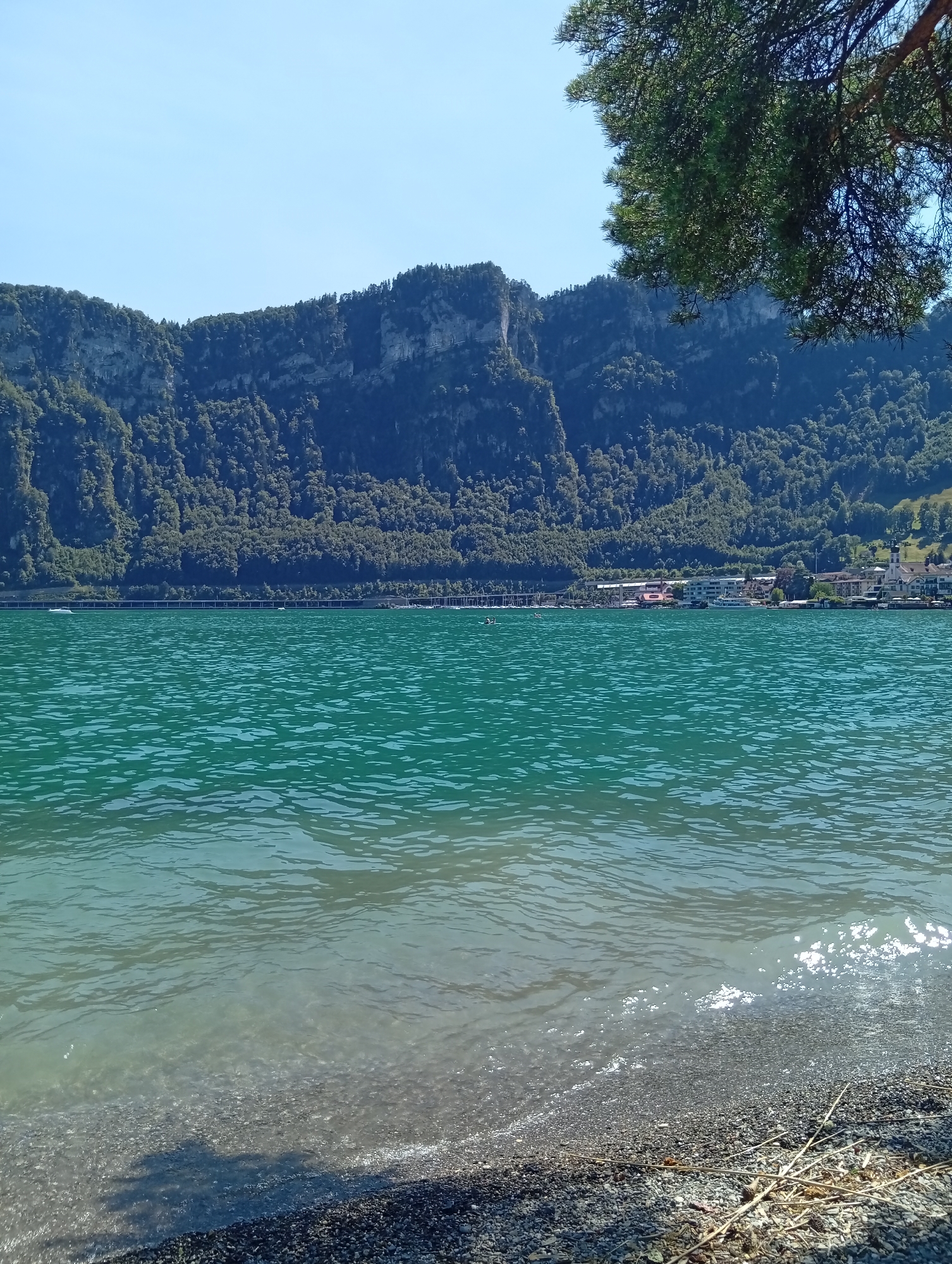 This is a photograph of Lake Lucerne in Hergiswil, Switzerland, on a sunny day. The foreground features a pebble beach with some dried reeds. The turquoise water of the lake dominates the middle ground, with gentle ripples and sunlight reflecting on its surface. In the background, a densely forested mountain range rises steeply, with sheer rock faces visible in places. Along the base of the mountain, a town is visible with buildings and a church spire. A tree branch hangs from the top right corner, partially obscuring the sky.