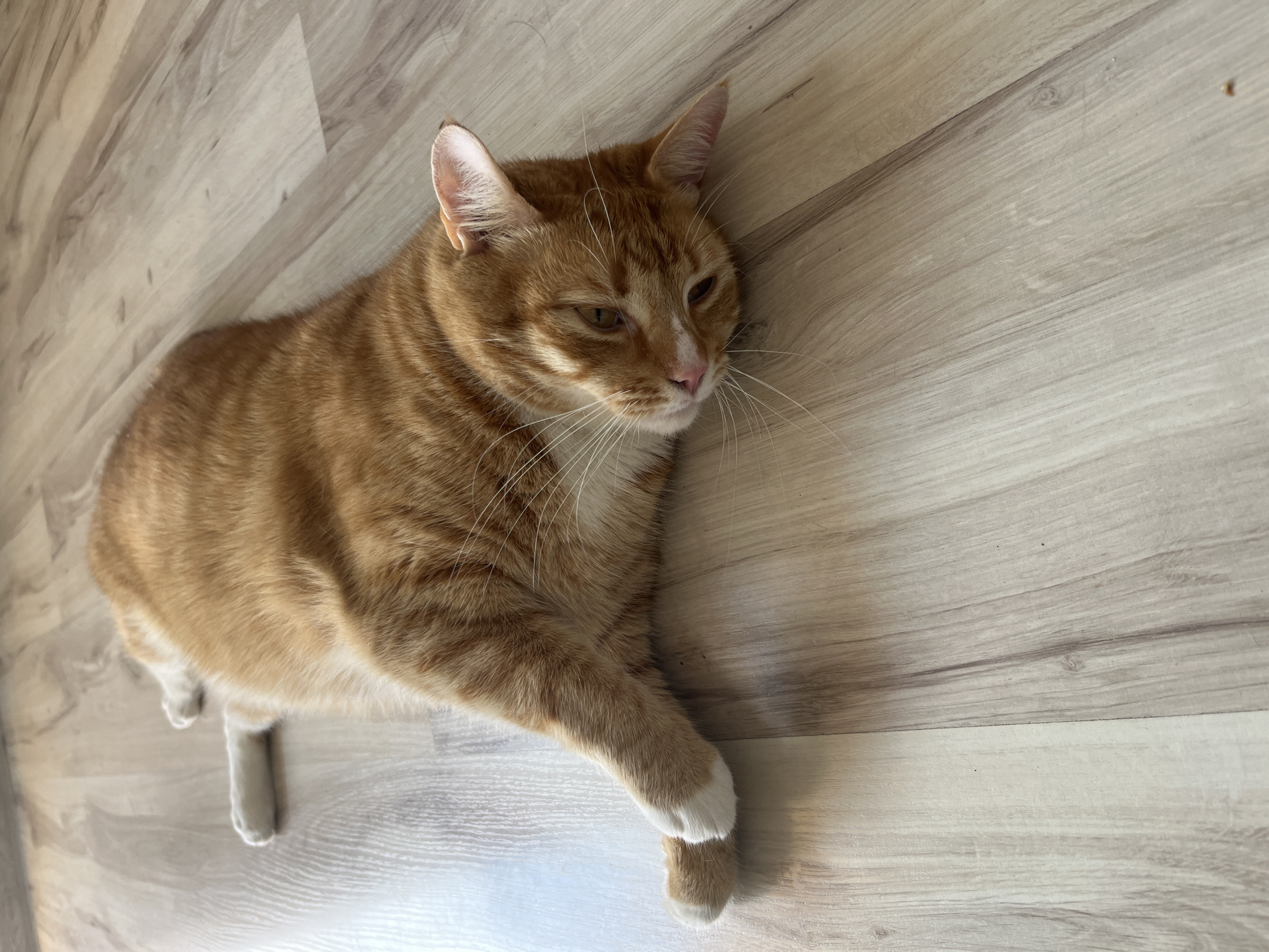 An orange tabby cat is lying on its side on a wooden floor. The cat is facing to the right of the frame, with its head resting on the floor. Its eyes are partially closed, and its mouth is slightly open. The cat's paws are extended in front of it, with its right front paw resting on the floor. The cat's fur is short and orange, with darker orange stripes. The floor is made of light-colored wood planks. The image is taken from a slightly elevated angle, looking down at the cat. The background is a plain wooden floor. The cat is not in any specific location in the city of Zabrze, Poland.