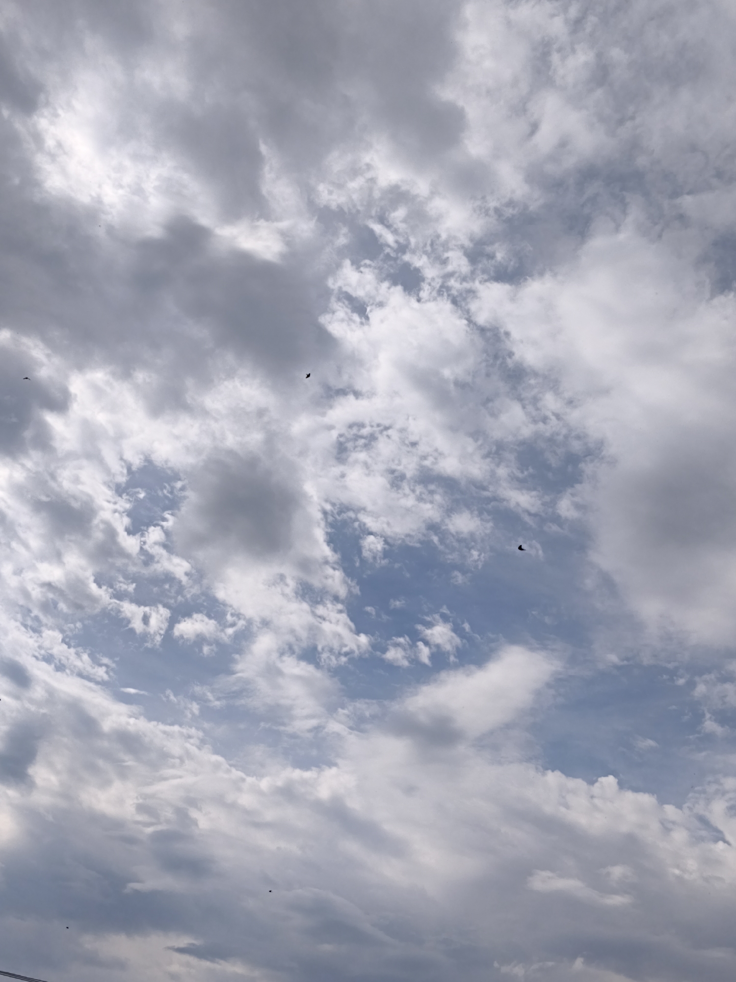 The image captures a cloudy sky with a few birds in flight. The clouds are a mix of white and gray, indicating a partially overcast day. The sky appears to be a pale blue peeking through the cloud cover. Several small, dark silhouettes of birds are visible scattered throughout the frame, suggesting they are flying at a distance. The scene is devoid of any visible human presence, buildings, or specific landmarks that would pinpoint its location within Uzhevka, Russia. The perspective is looking upwards towards the sky.