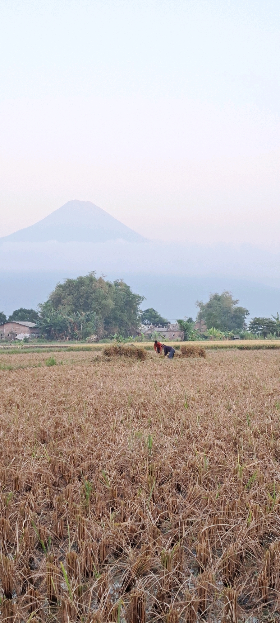 In Randupitu, Indonesia, the image captures a hazy, overcast sky over a harvested rice field. A conical mountain, shrouded in mist, is visible in the distance. In the middle ground, two individuals are working amidst the dry stalks, one wearing a red shirt and the other a dark blue shirt, bent over as if gathering or arranging the harvest. Scattered buildings and trees form a backdrop to the agricultural landscape. The foreground is filled with the texture of the dry, stubbled rice field.