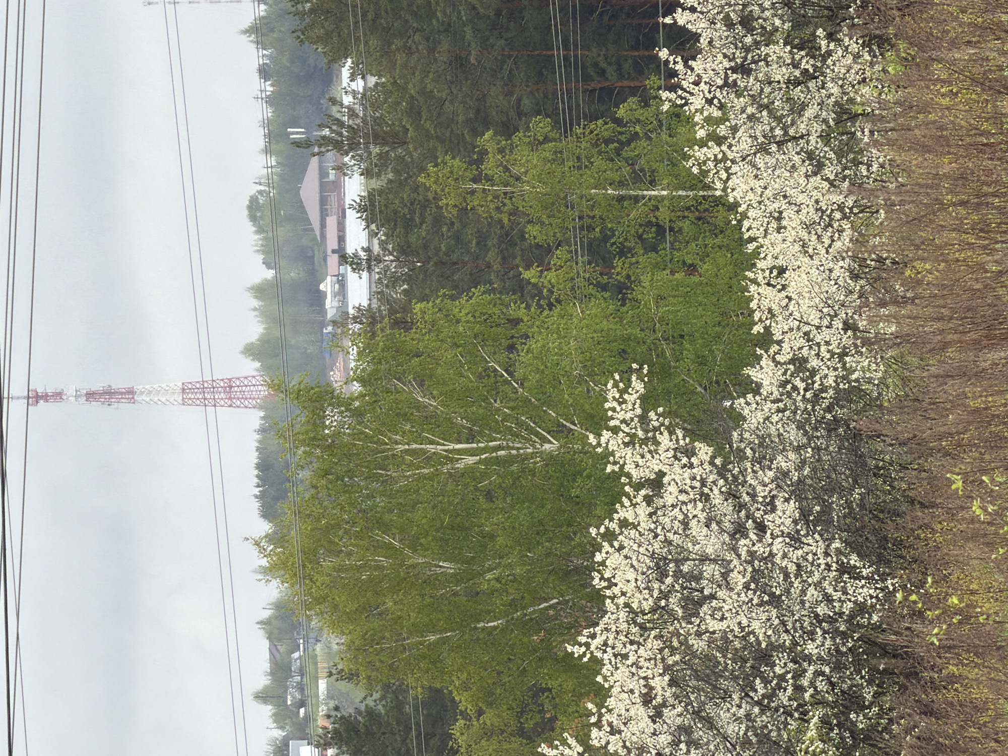 The image depicts a scene near the city of Chaikovsky, Russia. A red and white lattice telecommunications tower is visible in the background, suggesting an urban fringe location. Overhead power lines are in the foreground. The area is characterized by a mixture of coniferous and deciduous trees. Several flowering trees are present.