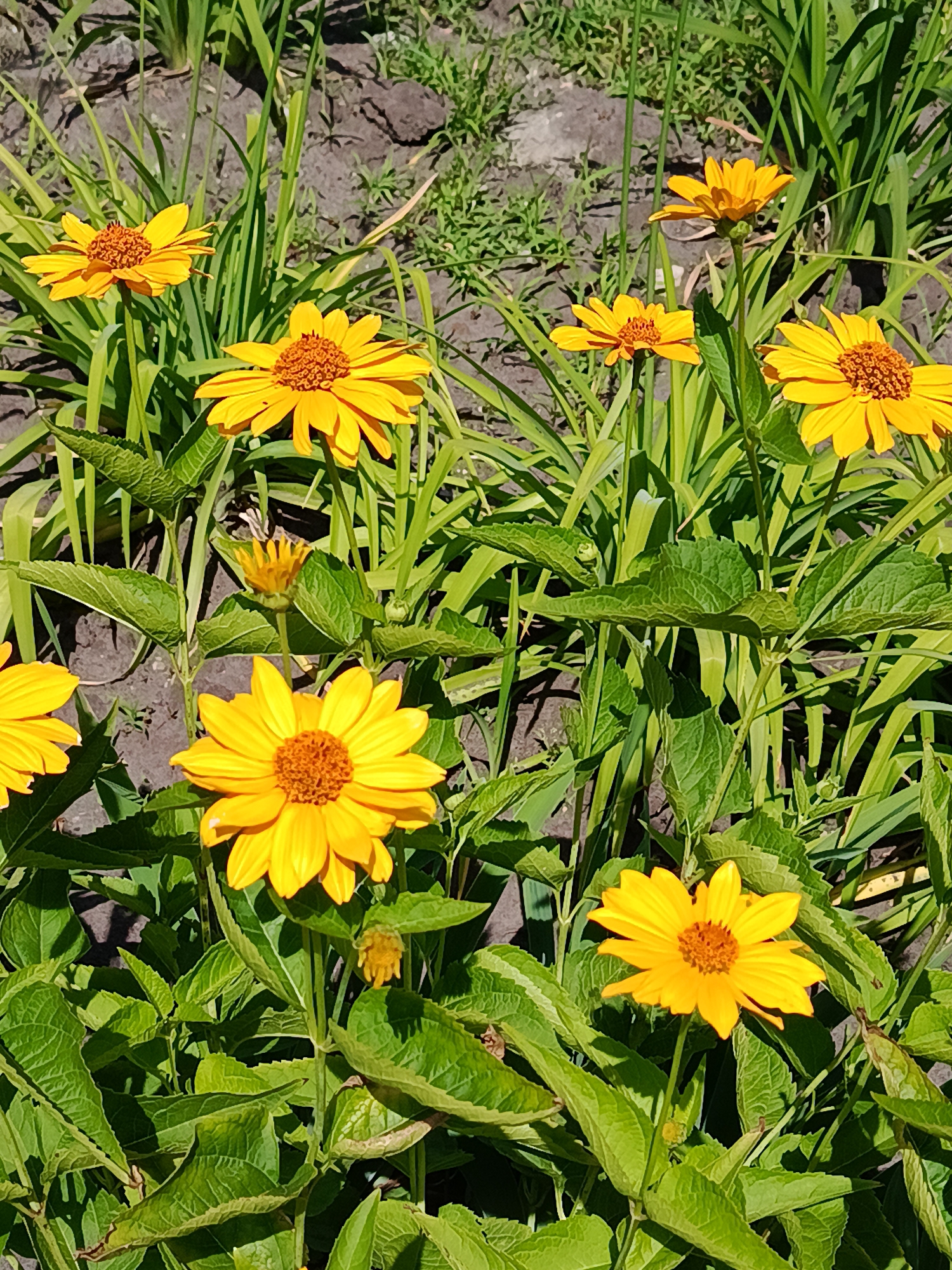 This media file is a close-up, eye-level shot of several bright yellow flowers with orange centers, likely Black-eyed Susans, blooming in a garden setting. The flowers are the main subjects, with their petals facing outward and their centers textured. They are surrounded by lush green foliage and stalks, some of which are grass-like and others broader, leafy stems. The background consists of dark, loamy soil with some patches of dry leaves and grass, suggesting a natural garden environment.
The image appears to have been taken during daylight, likely late morning or early afternoon, given the bright sunlight and the clear shadows cast by the plants. The weather seems pleasant and sunny, conducive to outdoor activities like gardening or appreciating nature. There are no people or animals visible in the frame.
The setting is likely a garden or a wild patch of land in Kyiv, Ukraine, as indicated by the context. The overall mood conveyed by the image is one of natural beauty, vibrancy, and the warmth of a sunny day. The focus is entirely on the flowers and their surrounding plant life, highlighting their bright colors and organic forms. No text is visible in the media file.
