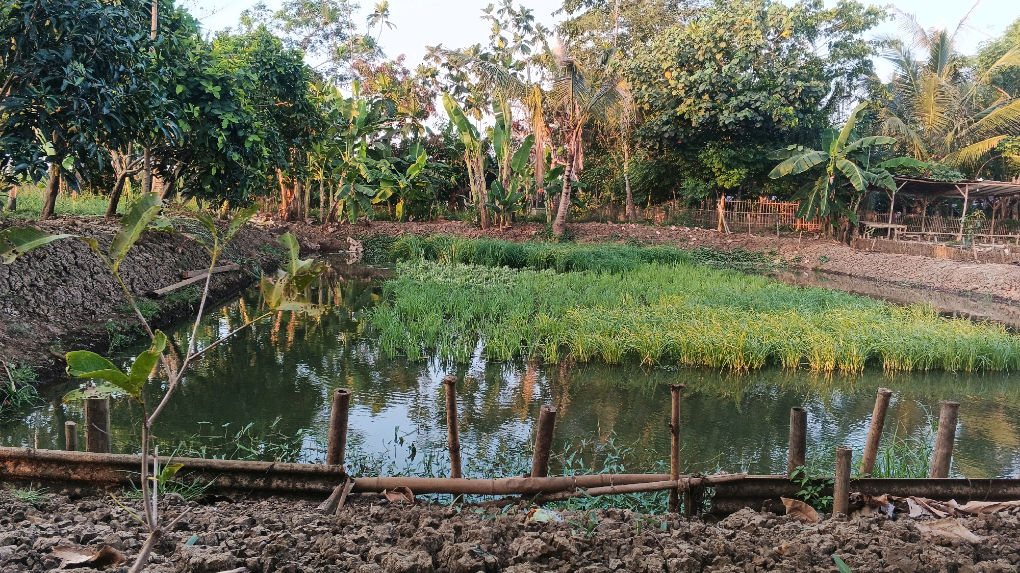 The image depicts a rural landscape in Karawang, Indonesia, characterized by a pond filled with lush green aquatic vegetation. The pond is bordered by muddy banks and surrounded by a variety of tropical trees, including banana and coconut trees, as well as some fruit-bearing trees like mango. The vegetation is dense and vibrant, suggesting a fertile environment. In the background, a rustic wooden structure with a thatched roof is visible, possibly a rest area or a small dwelling. The overall scene conveys a sense of natural tranquility and agricultural activity. There are no people visible in the image.