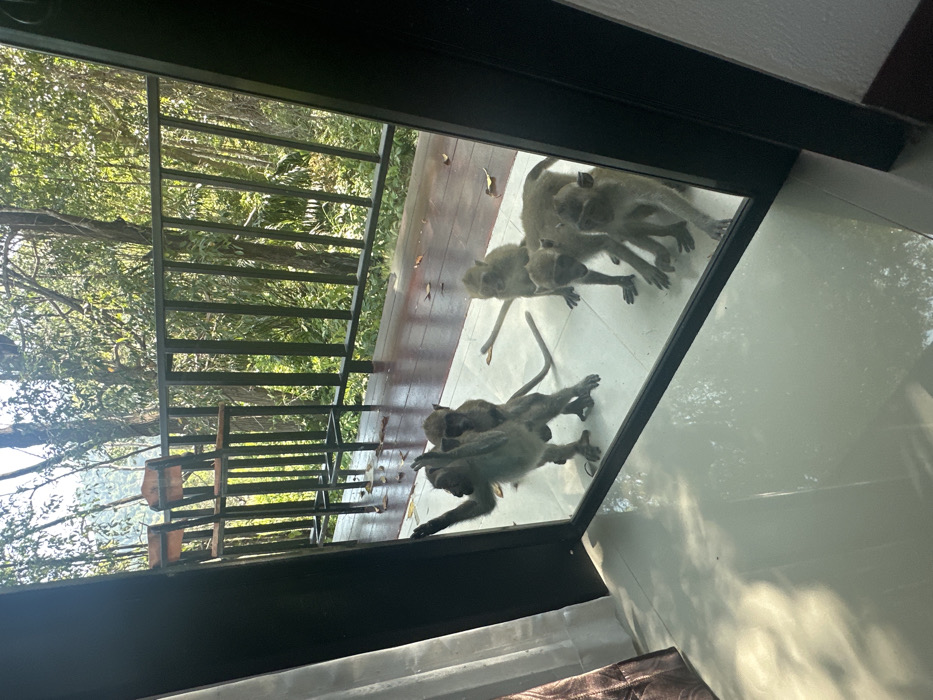The scene, located in Phra Ae, Thailand, is observed from an interior vantage point looking out through a clear glass barrier, likely a door or large window. Five macaque monkeys are present on a wooden deck immediately outside the glass. On the left, one monkey stands upright on its hind legs, with both forepaws pressed against the glass. A smaller monkey is observed clinging to its back. To the right of this pair, three other macaques are positioned on all fours, facing the glass. The exterior deck features a dark metal railing separating it from a dense forest background. Two dark-framed bar stools with wooden seats are visible on the left side of the deck. The environment outside is brightly lit by sunlight, illuminating the lush foliage of the forest. The interior features a white tiled floor and a partially visible brown curtain on the left.