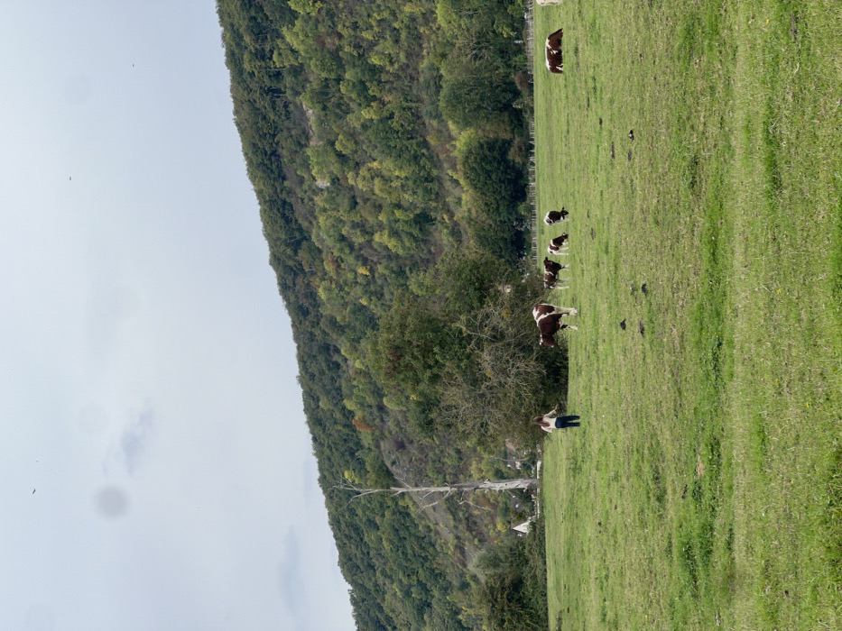 The image presents a rural landscape, identifiable as a pastoral area near Vernon, France, characterized by rolling hills and agricultural land. The foreground features an expansive, well-maintained green grass field, exhibiting minor undulations.
In the midground, one individual, appearing to be an adult female with long, dark hair, is observed from behind, moving rightward across the field. She wears a light-colored long-sleeved top and dark trousers, and holds a thin, light-colored stick-like object in her right hand, extended forward. She is situated to the left of a dense, rounded green tree.
A small herd of cattle occupies the midground. Five cows, predominantly brown and white mottled, are visible near the individual. A large cow stands facing left, positioned directly to the individual's right. Behind this cow, three smaller cows, likely calves, are present; one is standing, and two have their heads lowered, grazing. Further to the right in the midground, two additional cows are present; one stands, and one is lying down, both appearing mostly brown. Distant, light-colored fence posts are faintly discernible along the far edge of the field.
The background is dominated by a large, steep hill covered densely with deciduous trees, displaying a mix of green, yellow, and orange autumnal foliage. On the lower left slope of this hill, a tall, bare, light-colored tree stands prominently. Below it and further in the distance, a cluster of white buildings with dark roofs suggests a small, distant settlement. The sky is uniformly overcast and light grey, with two small, dark, indistinct specks visible in the upper portion of the frame. Lighting is diffused, consistent with an overcast day.