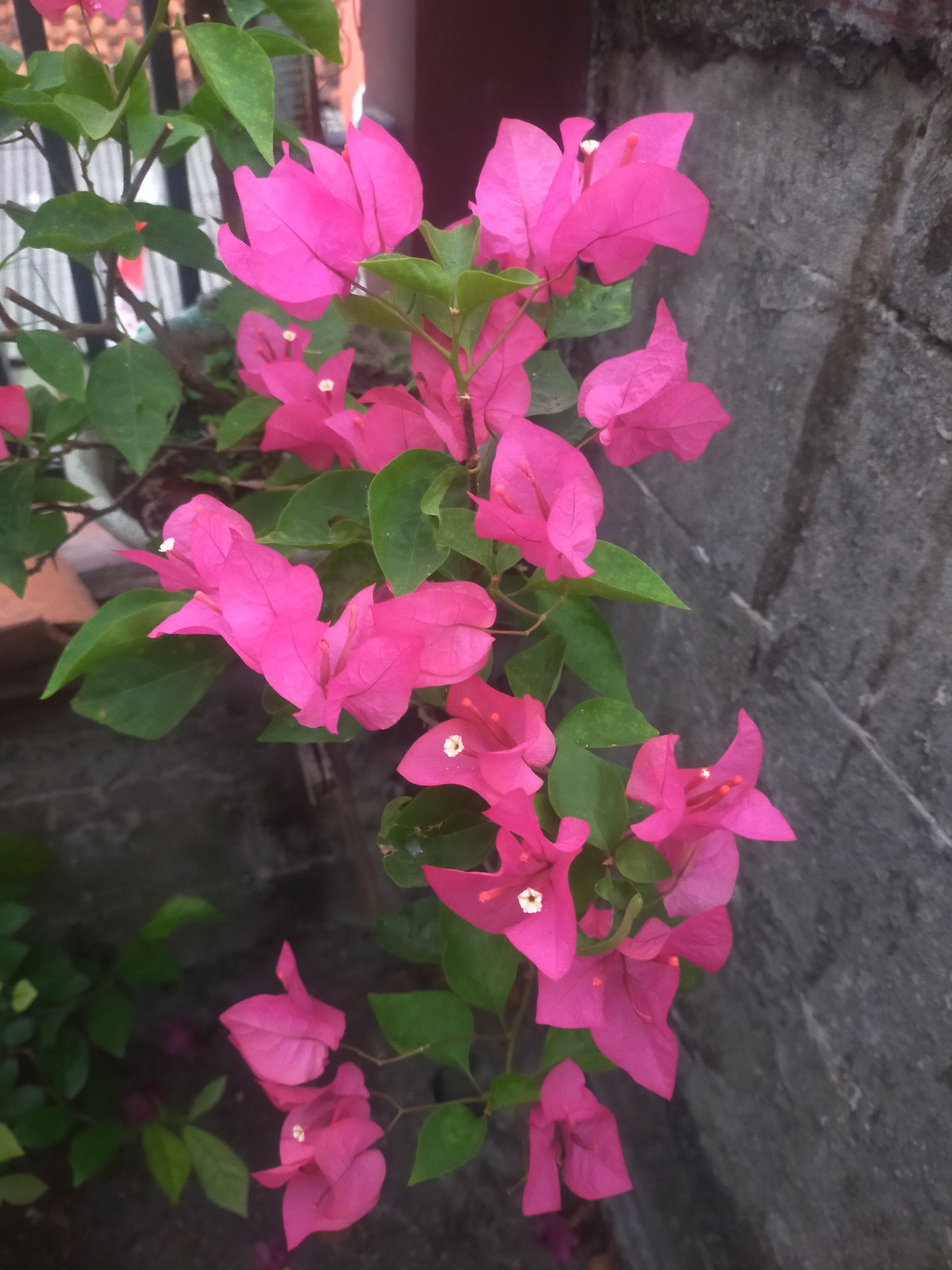A close-up, eye-level shot captures a cluster of vibrant pink bougainvillea flowers with green leaves, cascading down against a rough, textured gray stone wall. The flowers are in various stages of bloom, with some fully unfurled and others still forming. Tiny white centers are visible on some of the blooms. The background is slightly blurred, hinting at a fence and a reddish-brown structure. The overall impression is of a garden setting in Tegalandong, Indonesia, where the plant is thriving against the weathered wall. There are no people or actions depicted.