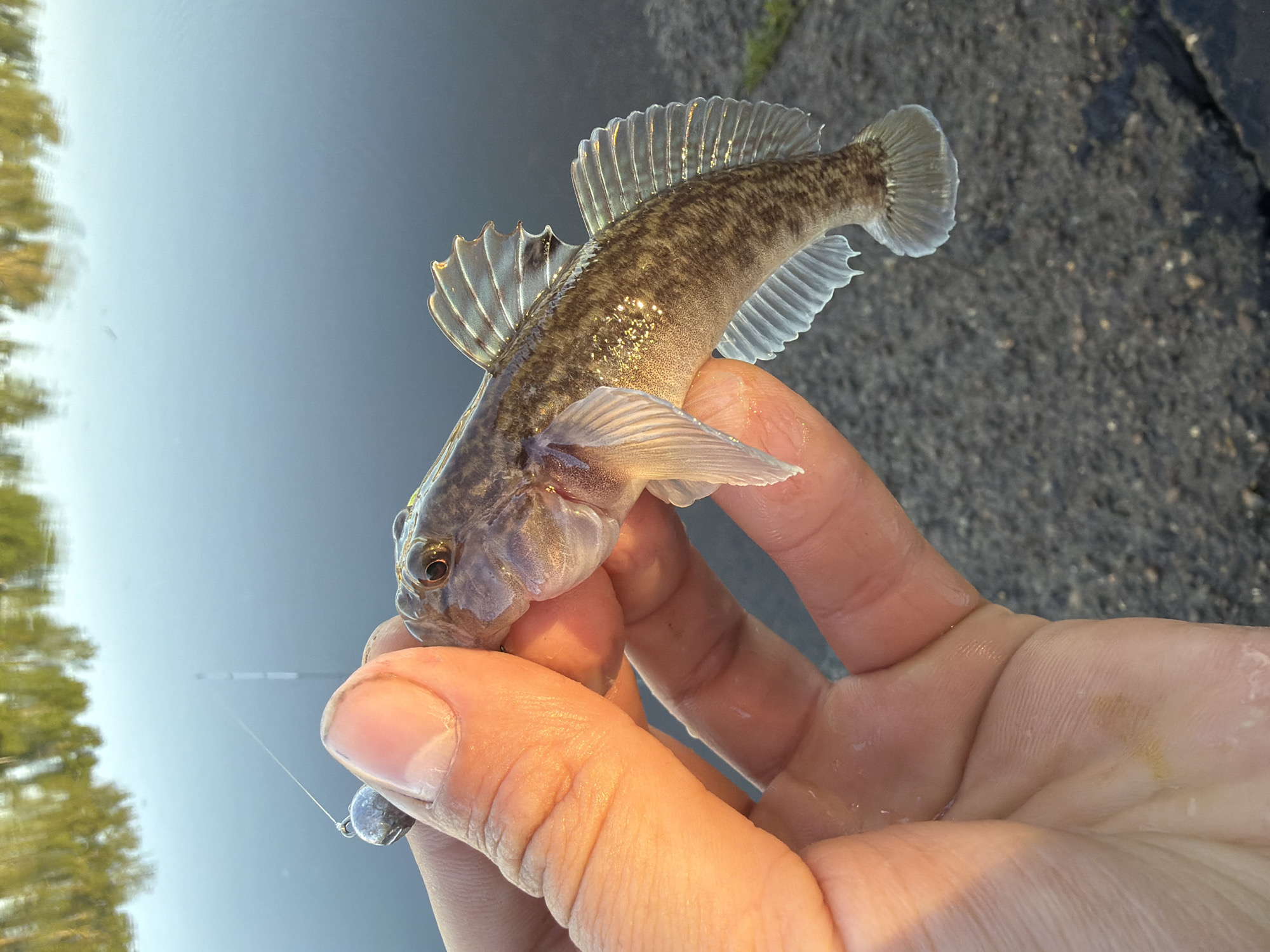 A person is holding a small freshwater fish, possibly a goby, in their hand. The fish is hooked on a fishing line with a sinker attached. The background shows a body of water and a paved surface. The photograph was likely taken in the city of Chaikovsky, Russia.