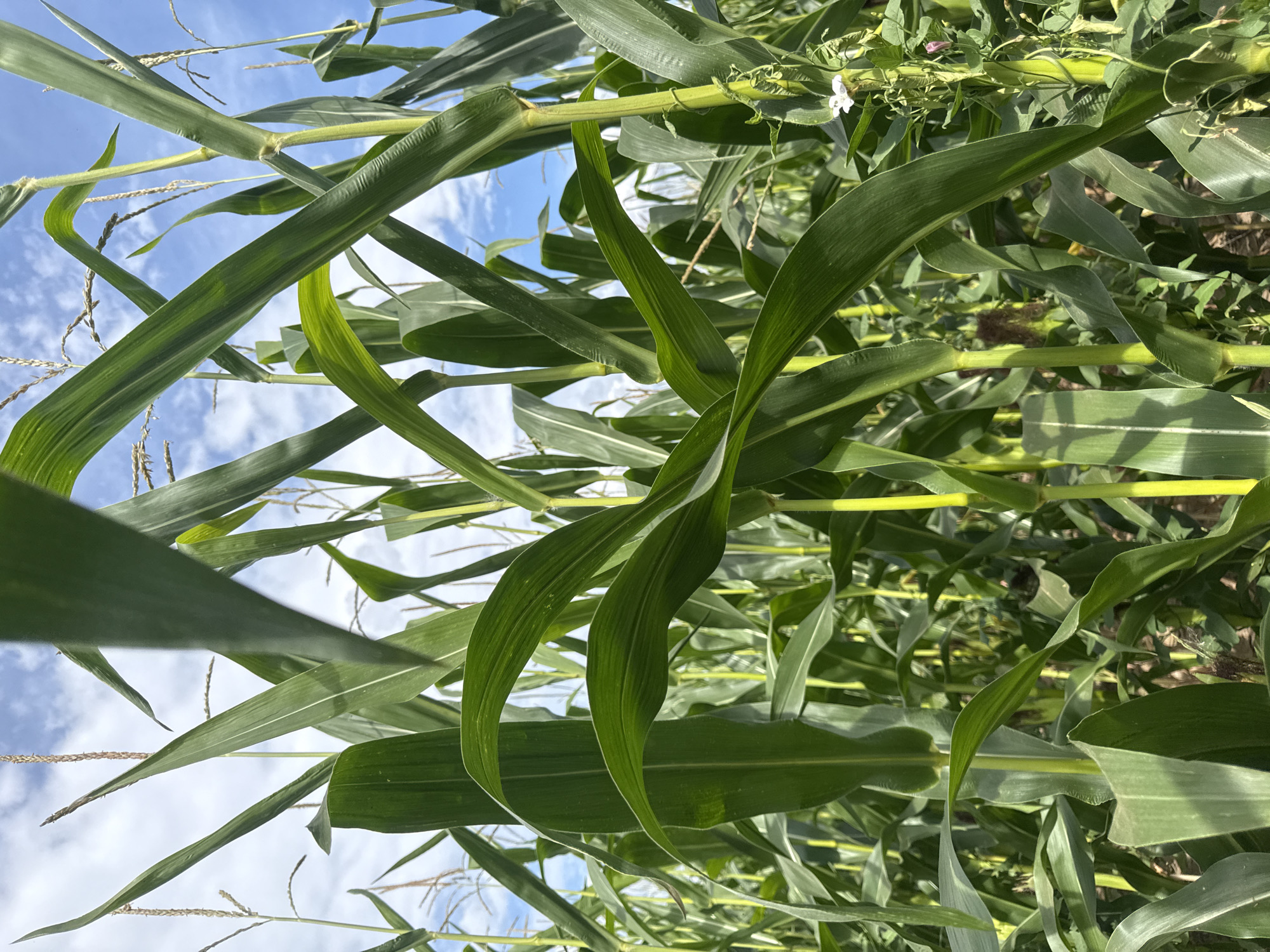 This image depicts a close-up, low-angle view of a cornfield, likely situated in the rural area of Большое Волково, Russia, given the context provided. The foreground is dominated by the lush, green stalks and broad leaves of corn plants, which extend upwards and fill much of the frame. The perspective suggests the viewer is standing within the cornfield, looking up towards the sky.
The corn stalks are thick and a vibrant green, with some showing evidence of tassels at their tops, indicating the plants are in their growth or flowering stage. The leaves are long and pointed, with some gracefully curved, creating a sense of depth and movement within the composition. Sunlight filters through the foliage, highlighting the texture and veins of the leaves, and casting subtle shadows.
In the background, a bright blue sky is visible, interspersed with fluffy white clouds. This provides a contrast to the dense greenery of the cornfield and suggests an outdoor, daytime setting. There are no people or animals visible in the image, and the focus is solely on the natural environment of the cornfield.
A small white flower, along with some slender green vines, can be observed on the right side of the image, adding a touch of detail and indicating the presence of other plant life within the cornfield ecosystem. The overall impression is one of natural growth and the expansive, rural landscape characteristic of agricultural areas like Большое Волково.