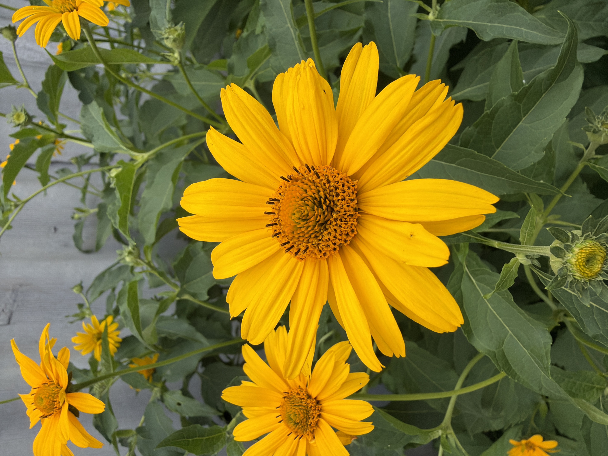This is a close-up, overhead shot of bright yellow flowers. The main subject is a large, fully bloomed daisy-like flower in the center, with many pointed petals radiating from a dark, textured center. To its left, a smaller, similar flower is partially visible. At the bottom center, another smaller, fully bloomed yellow flower is also present. In the upper left, a portion of another large yellow flower is visible. The flowers are surrounded by lush, green foliage, with some leaves showing in sharp focus and others blurred. The background appears to be a rustic, light-colored wooden surface. The lighting suggests daytime, likely bright, as the colors are vibrant. There is no text visible in the image.