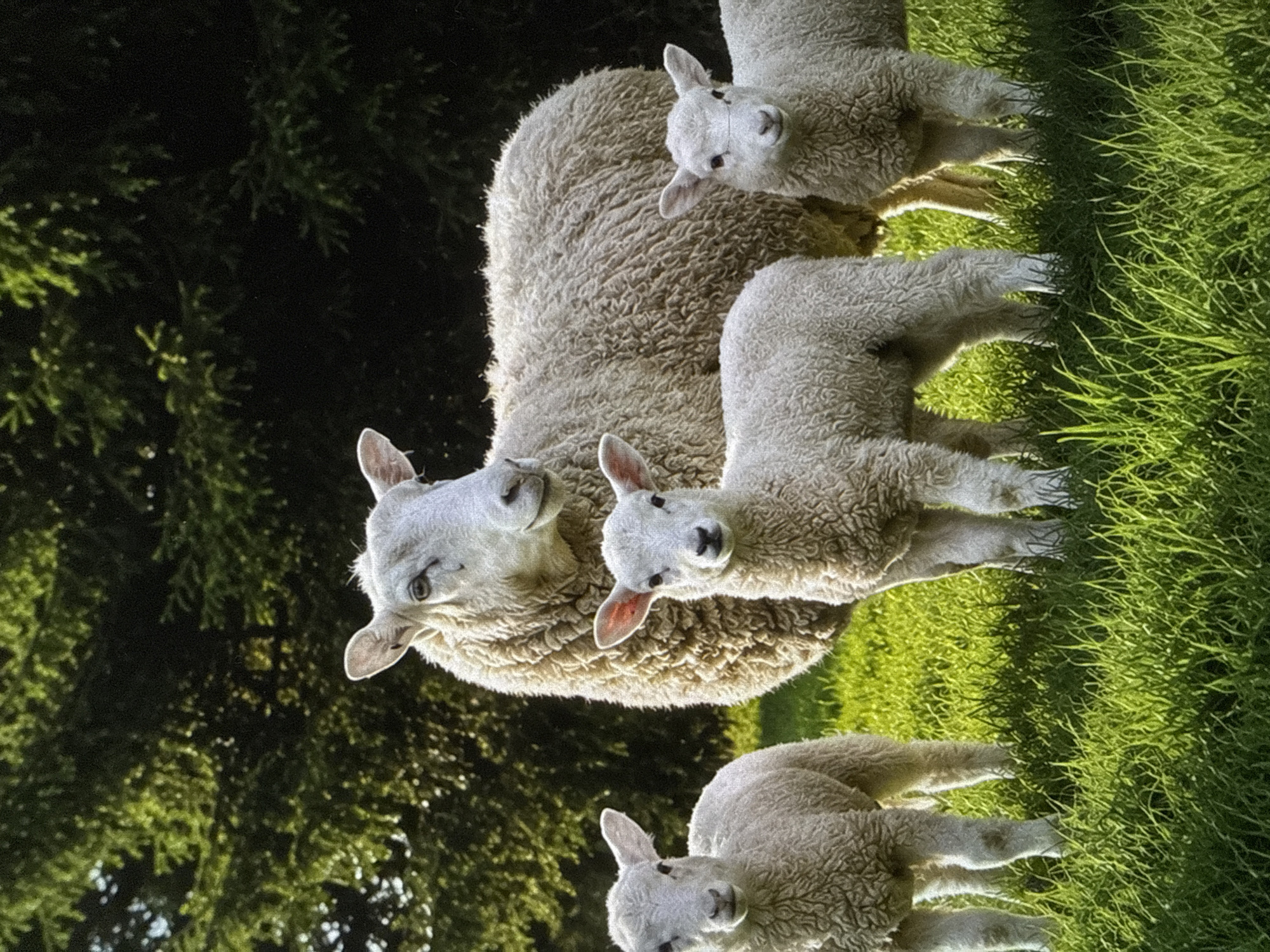 A mother sheep and three lambs are gathered in a grassy field. The mother sheep is in the center of the frame, with two lambs to her right and one in the foreground. The sheep are all white and fluffy, with pink ears and dark eyes. They are standing in a bright green field of grass. In the background, there are dark green trees. The sun is shining, casting shadows on the grass. The lambs appear curious and are looking in different directions. The overall mood is peaceful and serene. The image appears to have been taken in the late afternoon, with the sun at a low angle, creating long shadows and highlighting the textures of the sheep's wool and the grass. There is no visible text in the image.