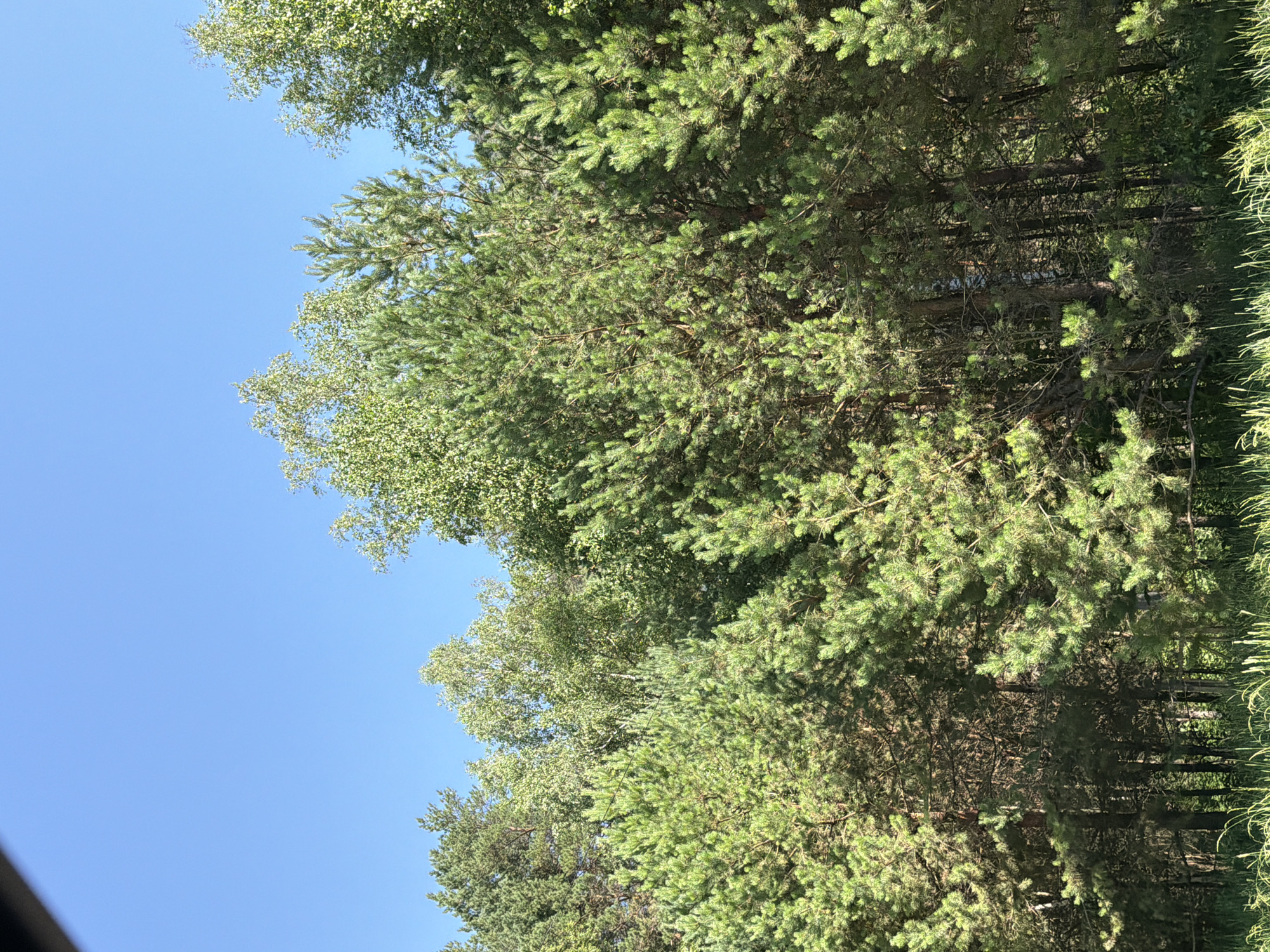 A dense forest of pine and birch trees is depicted against a clear blue sky. The image is taken from a low angle, looking up into the canopy. Sunlight filters through the branches, creating dappled light and shadow. In the foreground, tall grasses and other vegetation are visible. The scene appears to be located in a natural area, possibly a park or a wooded section of Uznezya, Russia, given the typical flora of the region. No people or animals are visible in the image.