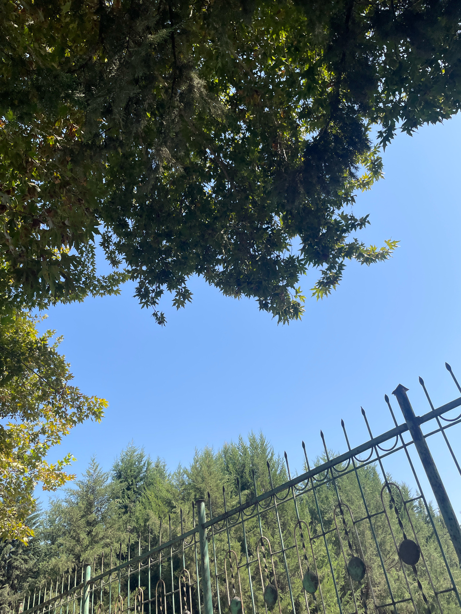 The image depicts an outdoor scene with a clear blue sky. In the foreground, a black metal fence with pointed finials runs horizontally across the lower portion of the frame. Behind the fence, a dense line of evergreen trees forms a backdrop. Above the trees and fence, the branches and leaves of deciduous trees are visible, some with a yellowish hue, suggesting it might be autumn. The lighting indicates it is daytime. The image is taken from a low-angle perspective looking upwards. This scene is located in the city of Pasariq, Tajikistan.