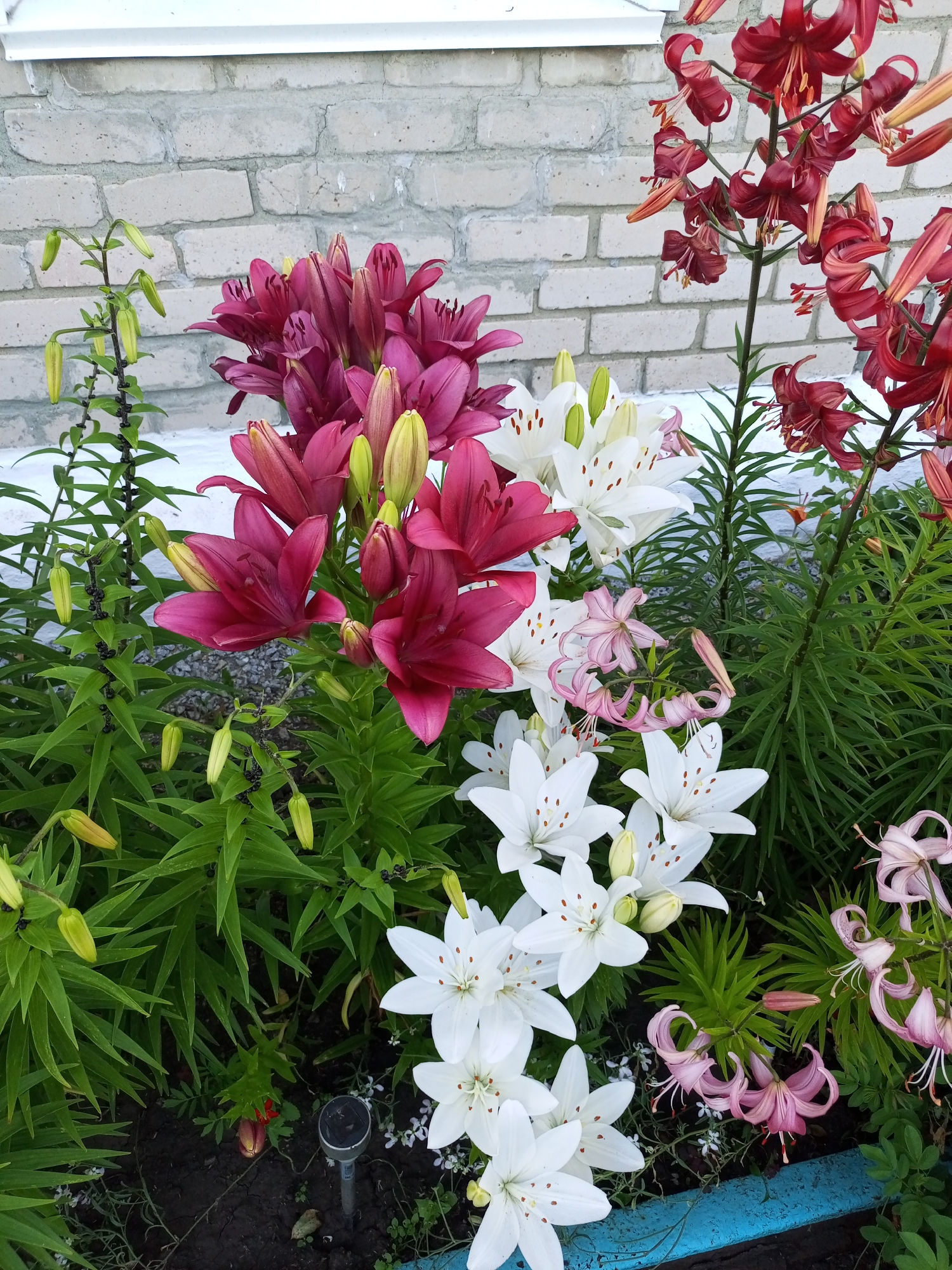 In Ворошиловка, Kazakhstan, a close-up shot captures a vibrant flowerbed featuring a variety of lilies against a backdrop of a light-colored brick wall. The lilies display a range of colors, including deep pink, white, and dark red. Some of the dark pink lilies are closed buds, while others are fully bloomed. The white lilies are in full bloom, showcasing their delicate petals and spotted centers. The dark red lilies are also in bloom, their petals gracefully curled. Green foliage and stems surround the flowers, and some lily buds are visible. In the lower part of the image, a small solar-powered garden light is partially visible, as is a segment of a blue border. The ground is dark soil with scattered small white flowers and fallen leaves. The scene appears to be an outdoor setting, likely a garden or park, given the presence of the flowers and garden light.