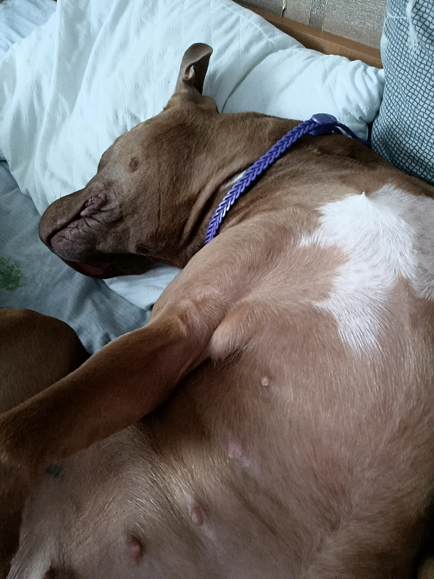 A close-up, top-down view shows a brown pit bull dog sleeping on a bed in Zaporizhzhia, Ukraine. The dog is lying on its side with its head resting on a white, quilted pillow. A braided purple leash is around its neck. The dog's belly is visible, with some white markings on its chest. The background includes a portion of a patterned pillow and a headboard. The lighting suggests it is daytime, possibly indoors.