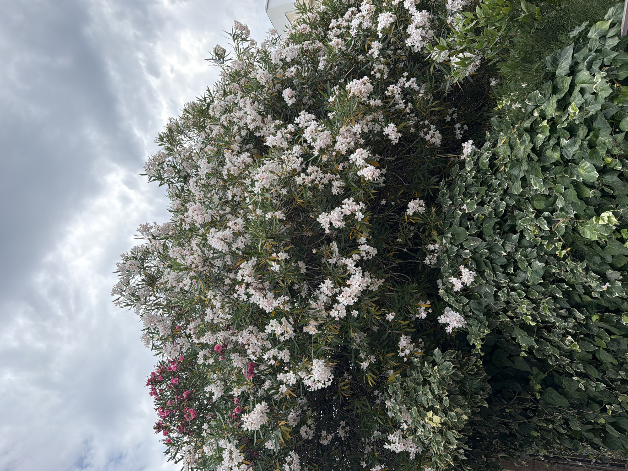 The image shows a bush with white flowers in the foreground, partially obscuring the sky, which is overcast. To the right of the flowering bush is a separate bush of ivy. The photograph was taken in Budva, Montenegro.