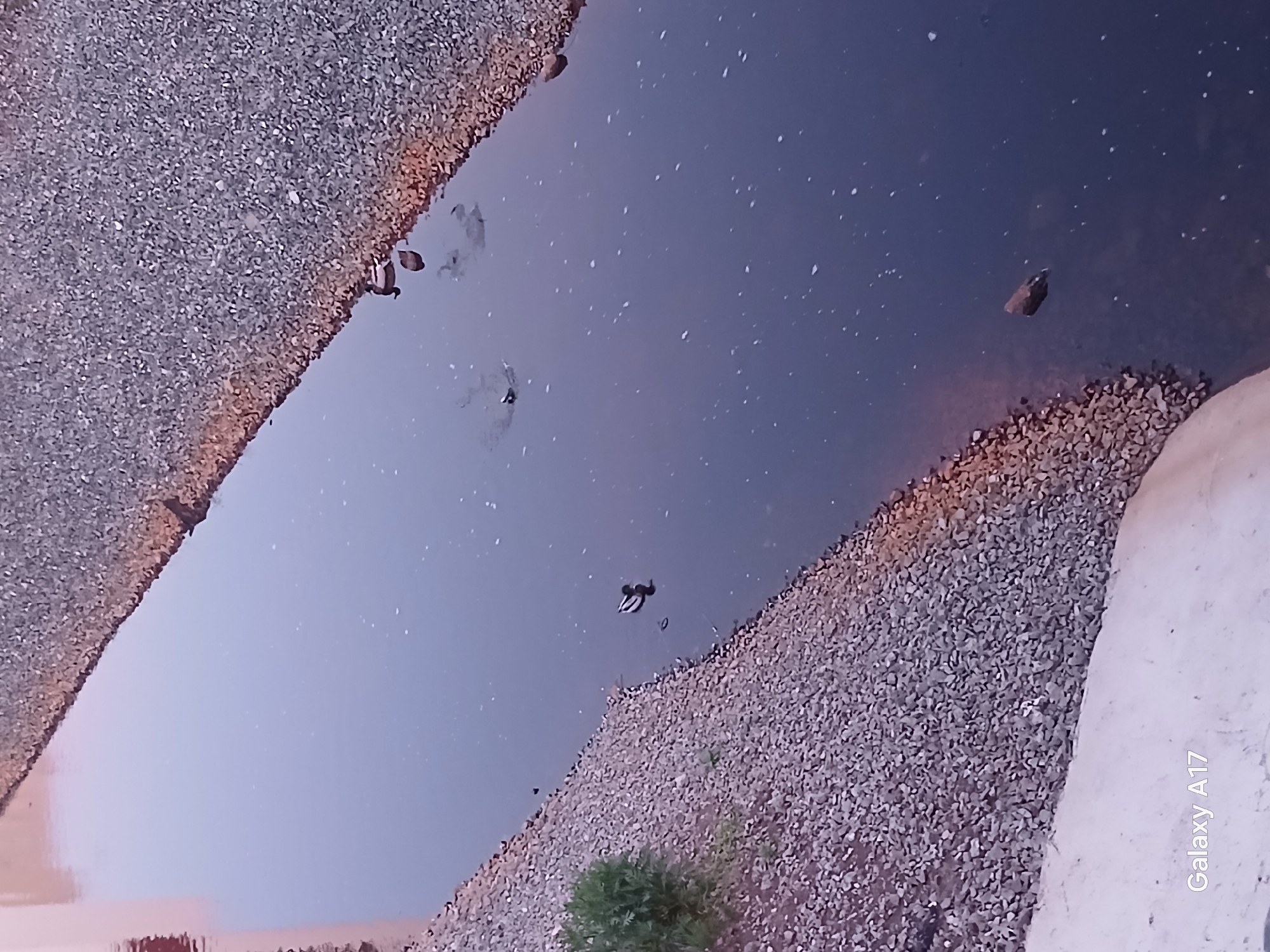 The image shows a waterway with gravel banks on both sides. Several ducks are swimming in the water. The location is potentially Yekaterinburg, Russia, based on the prompt, but this is not visually confirmed. There is a concrete structure visible on the lower right side of the image. There's some vegetation visible near the bottom. The lighting appears dim, possibly indicating dusk or dawn. The water has visible surface reflections. The photo was taken with a Galaxy A17, as indicated in the corner.