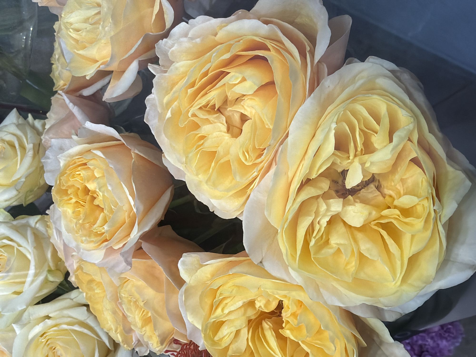 The scene depicts a dense grouping of approximately ten large, multi-petaled roses, primarily displaying bright yellow centers that transition to pale peach and cream on their outer petals. The roses are tightly clustered, presenting a full, rounded appearance typical of garden rose varieties. Blurred elements in the background include dark green foliage or stems, a reflective surface possibly indicating a glass vase, and a small segment of blurred purple flora in the lower left quadrant. No individuals or specific actions are visible. The lighting is soft and consistent. This scene is located in the city of Chaikovsky, Russia.