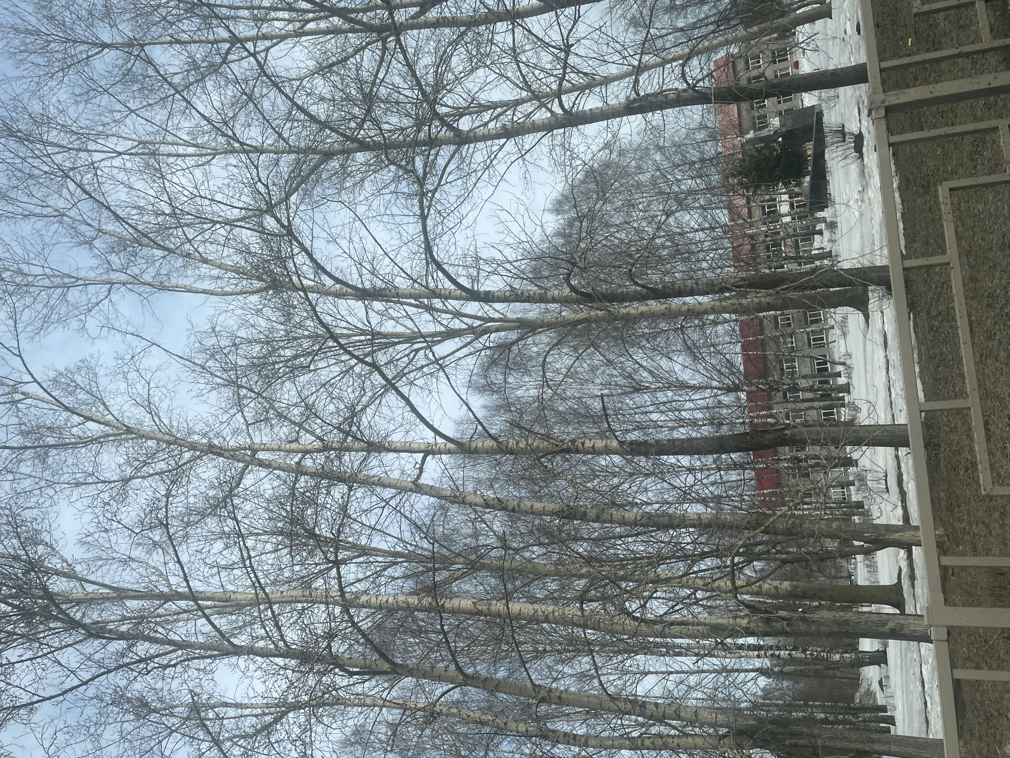 The image depicts a row of bare trees, likely birches, extending into the distance along a street. Behind the trees is a multi-story building, possibly an apartment complex, showing a brick or red-colored roof. Patches of snow are visible on the ground, suggesting a winter or late fall setting. A textured wall or fence is on the right side of the image. Based on the city context, it is likely a residential area in Oktyabrsky, Russia. No people are visible in the image.