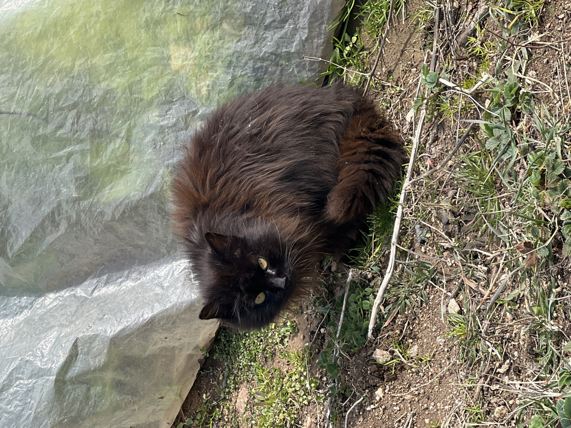 This image captures a long-haired domestic cat situated outdoors in Sedlartsi, Bulgaria. The cat, primarily dark brown to black with visible reddish-brown tones in its shaggy fur, is in a crouched or sitting position, directly facing the observer. Its eyes are distinctly yellow, and a small white object is present near its left eye. The cat's tail is curled around its body. The ground beneath the cat consists of disturbed soil mixed with sparse green vegetation, dry grass, and small twigs. In the background, a large sheet of crumpled, translucent plastic material, appearing to be a greenhouse cover or tarp, extends across the upper frame, reflecting light and showing varied green and grey tones. The scene is illuminated by natural daylight.