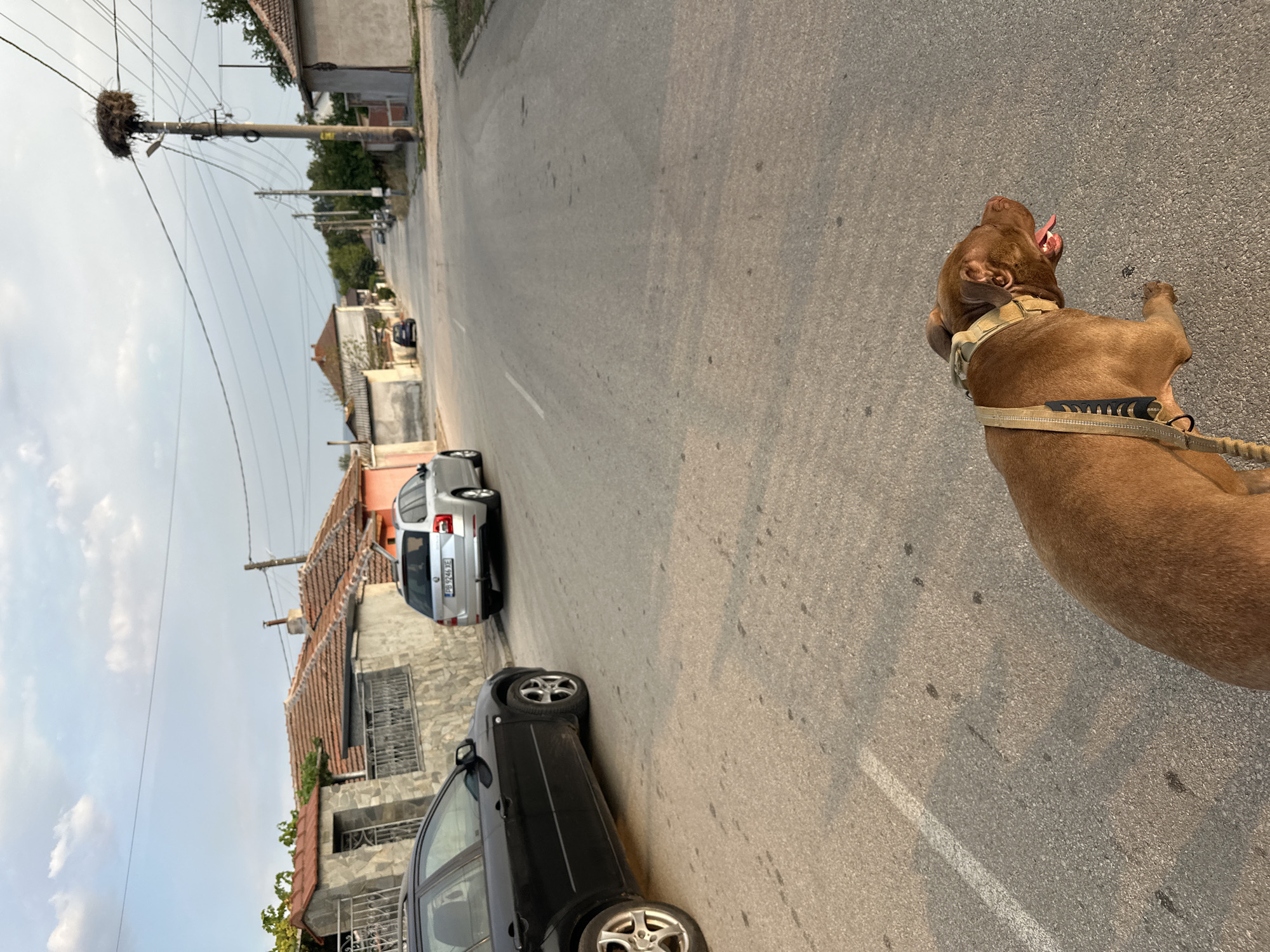 The image depicts a street scene in Malevo, Bulgaria. In the foreground, a brown pit bull dog with a tactical harness and leash is walking on an asphalt road. The dog is panting with its tongue out. Behind the dog, a black car is parked on the left side of the road. Further down the street, a silver station wagon is also parked. The street is lined with houses and utility poles, one of which has a large bird's nest at the top. The sky is partly cloudy, and the lighting suggests it is late afternoon or early evening.