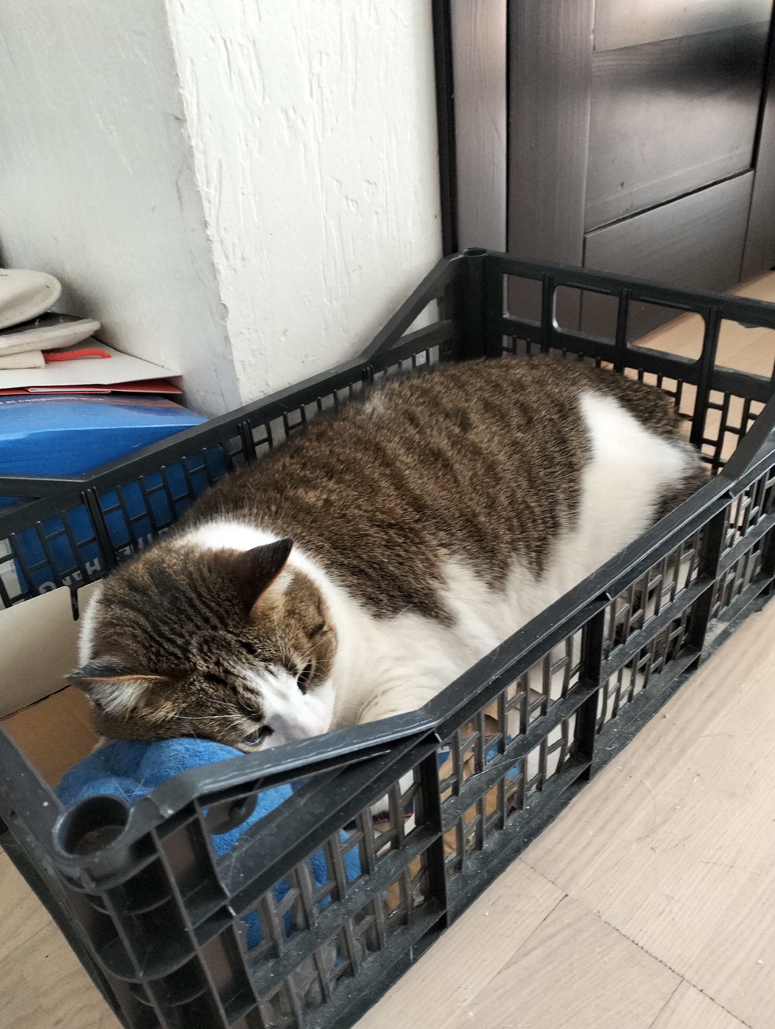 A brown and white tabby cat is lying in a black plastic crate. The cat's head is resting on a blue pillow inside the crate. The crate is on a light-colored wooden floor next to a white wall. Some cardboard boxes and a blue container are next to the crate. In the background, there is a dark-colored door. The scene is indoors. There is no indication of the location being Krykhivtsi, Ukraine.