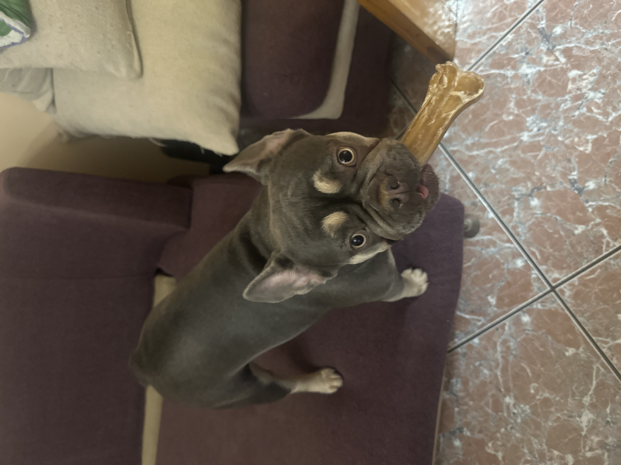 A dog is sitting on a purple couch holding a bone. The couch is next to a marble floor and a white pillow. The location is Unknown, Unknown.