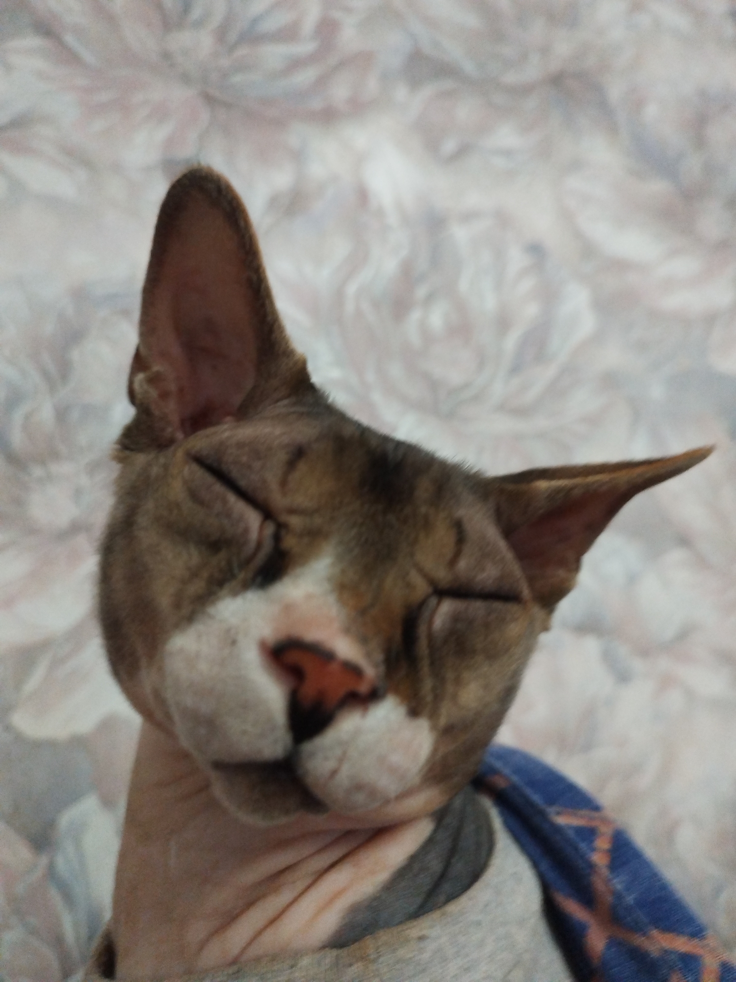 An extreme close-up, head-and-shoulders shot of a hairless cat with its eyes closed, faces the viewer from an upward angle. The cat's skin is a pale pinkish-tan, with darker brown tabby markings on its face, particularly around its ears and eyes. Its nose is a distinct reddish-pink color. The cat is wearing a gray shirt, and a blue and orange patterned cloth is visible around its neck and shoulder area. The background is a soft-focus, abstract pattern of light pink and white, possibly a floral-patterned fabric. There are no visible indications of location within a city.