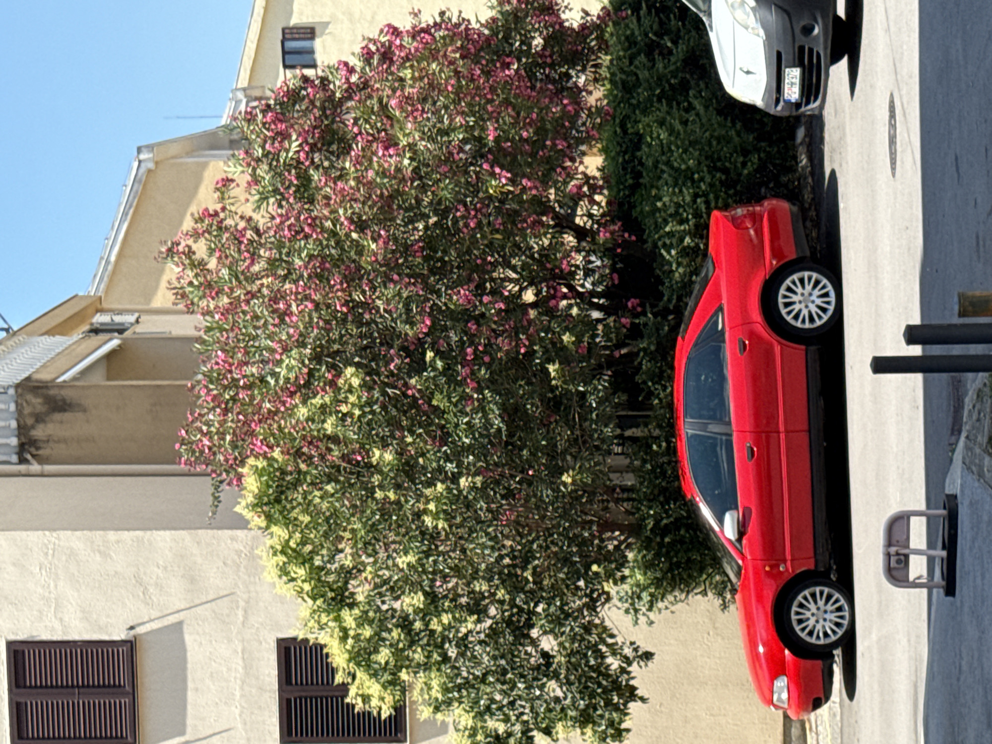 This media file shows a scene outdoors with a bright blue sky suggesting daytime and clear weather. The primary subjects are two cars parked on a paved surface, likely a street or parking lot. The foreground features a red sedan, viewed from its side. Behind it, a portion of a silver and black car is visible.
A prominent element in the scene is a large, lush tree with vibrant pink and lighter green foliage, situated to the left of the cars and extending upwards. To the right of the cars, a dense, dark green hedge adds another layer of vegetation. In the background, a light-colored building with windows and shutters can be seen. The building has a sloped roofline and appears to be an apartment building or house.
The red car has distinctive silver alloy wheels. A small white parking barrier is also visible on the right side of the frame. A license plate is partially visible on the silver and black car, though the text is not legible. The overall impression is a sunny day in a residential or urban area. The image is oriented vertically.